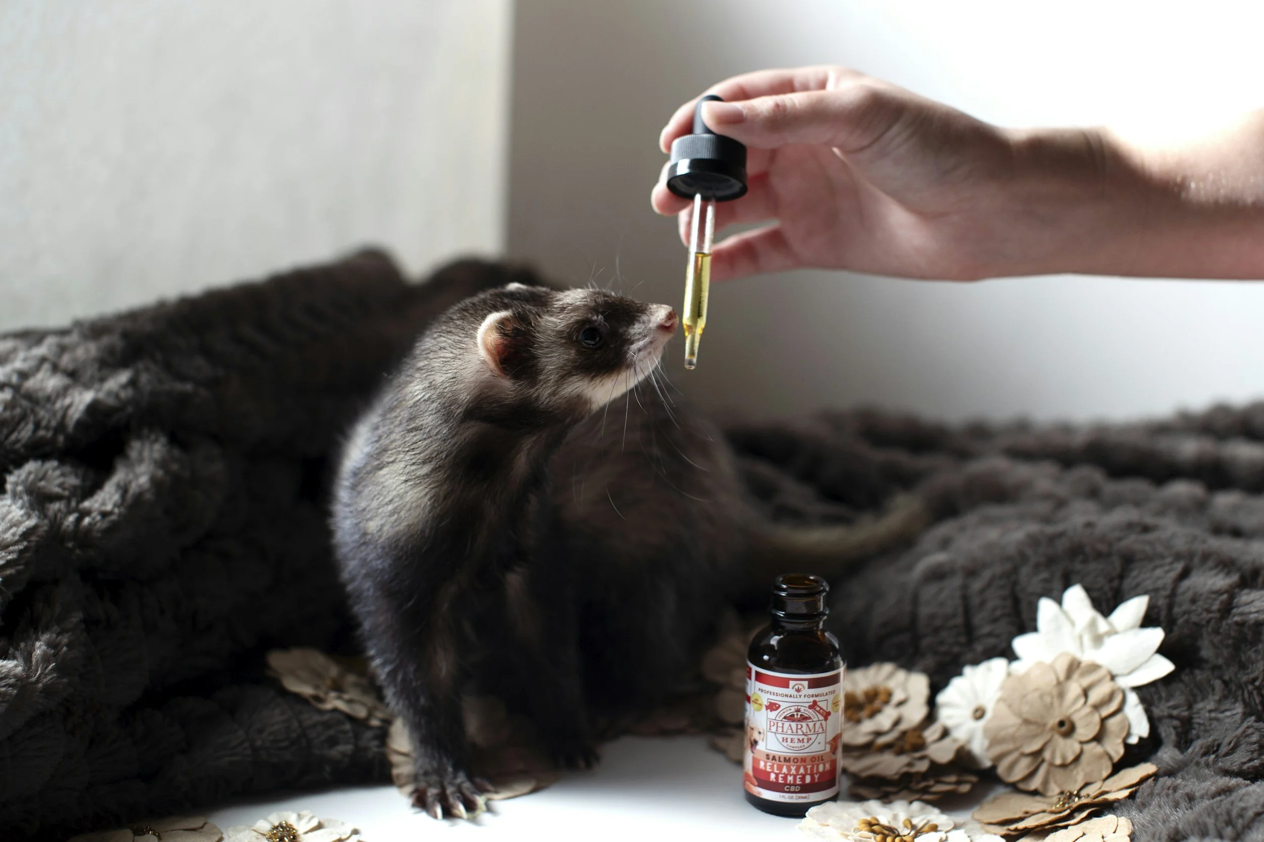 Essential Care Tips for Ferret Owners