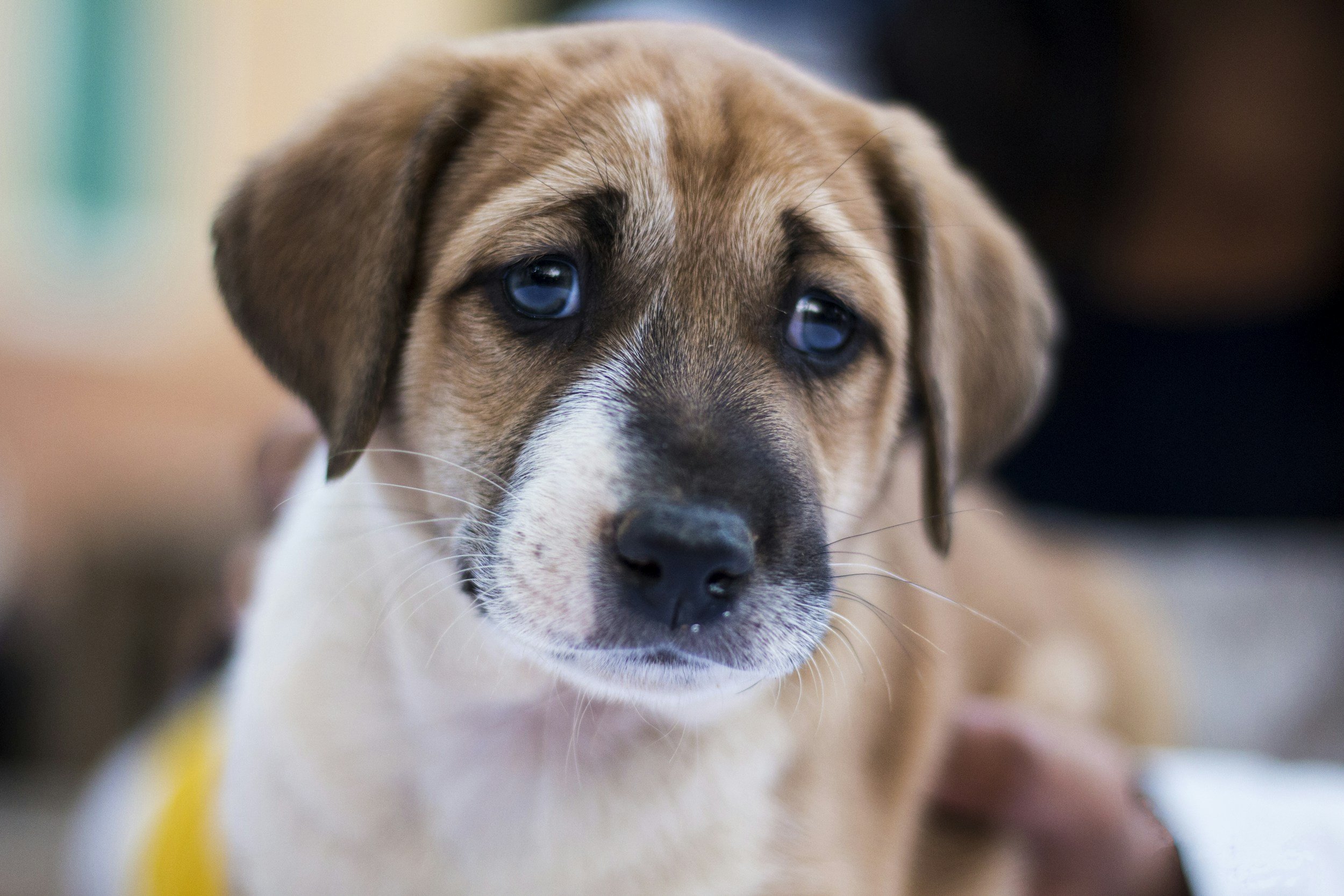 Understanding Pet Separation Anxiety