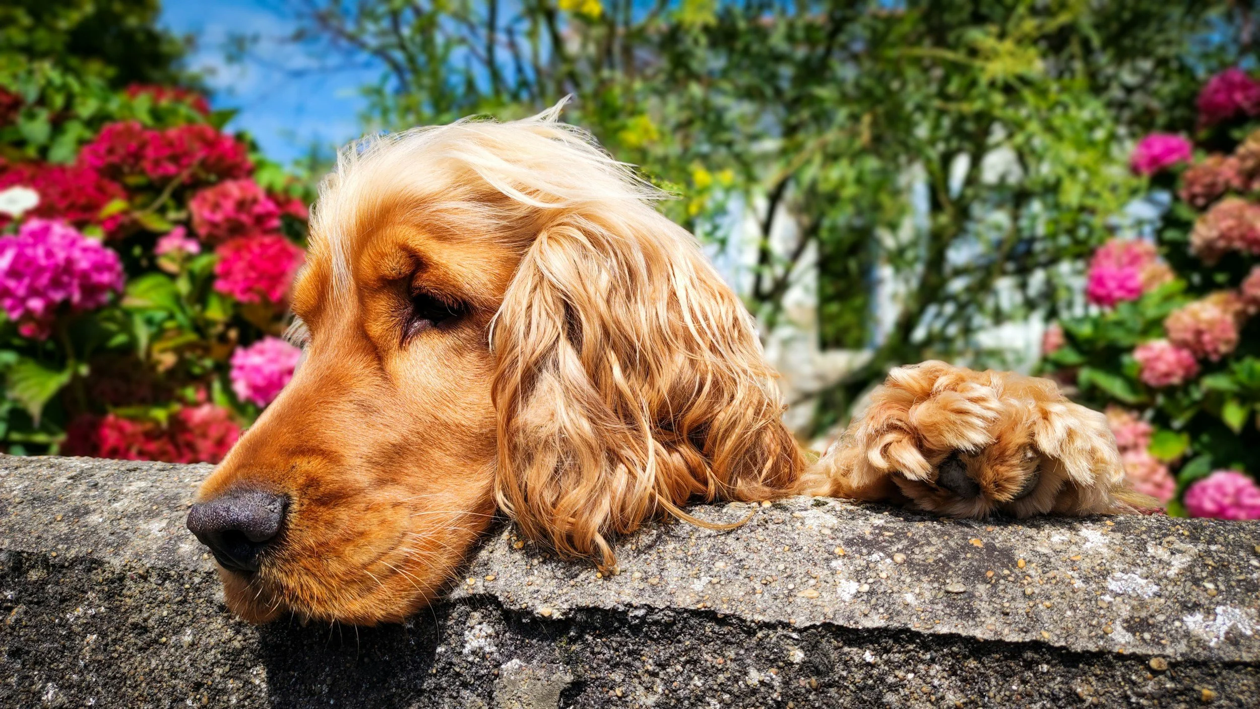 Tips for Creating a Pet-Friendly Garden 