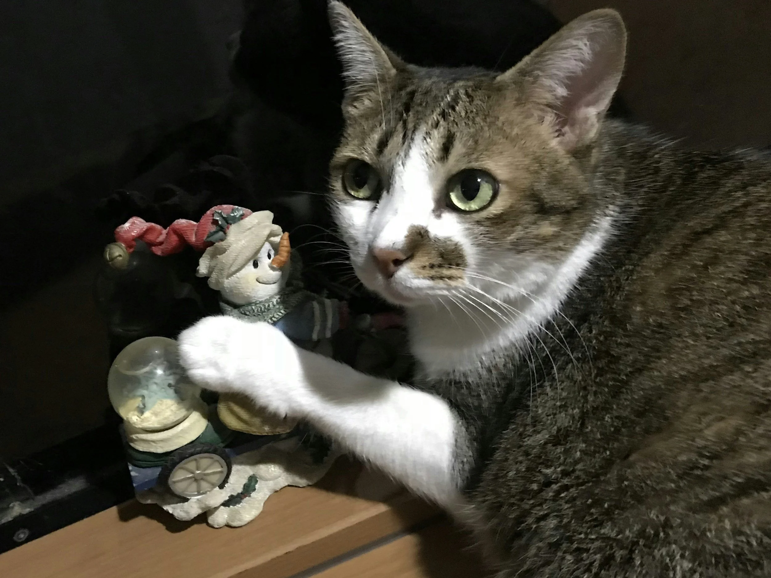 Why Cats Knock Things Over and How to Stop It