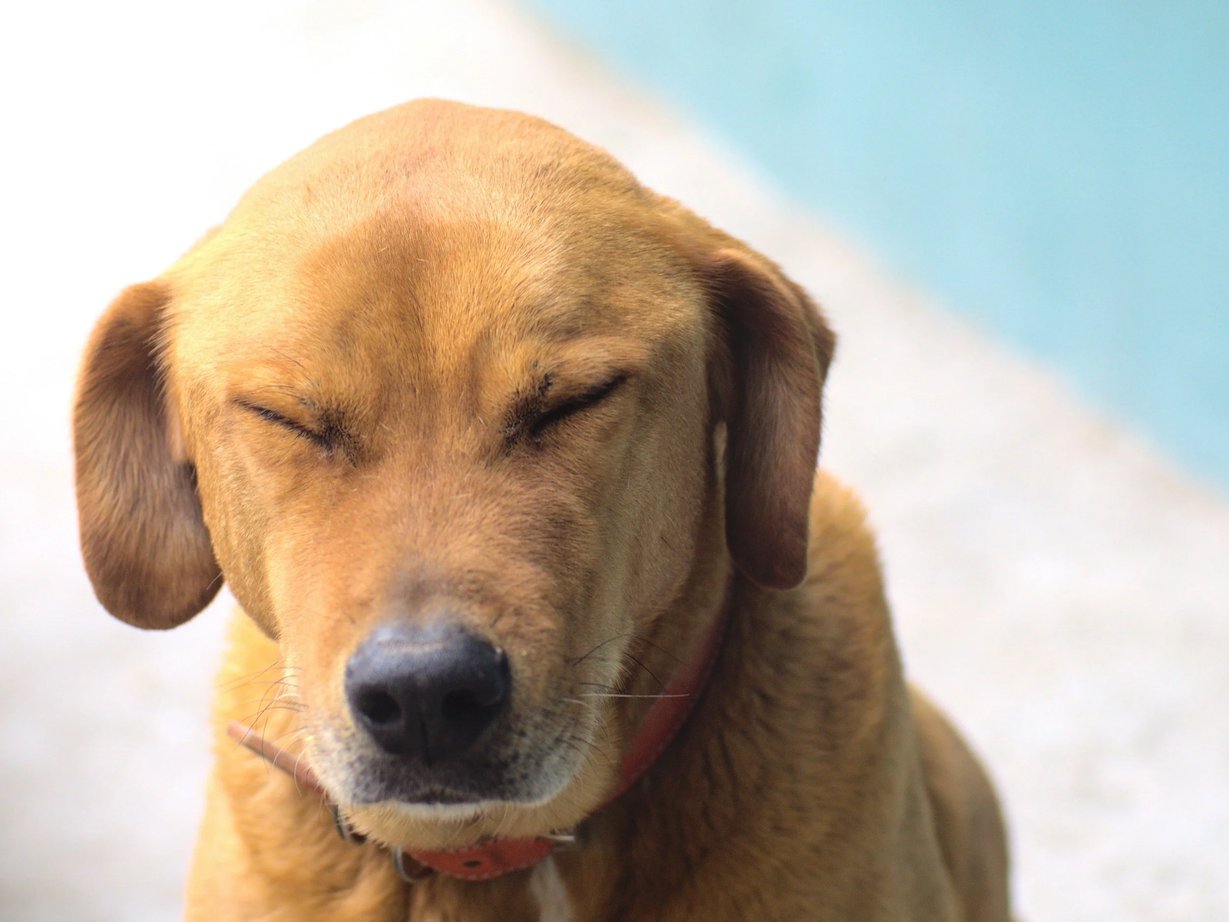 How to Tell If Your Dog Has Allergies 