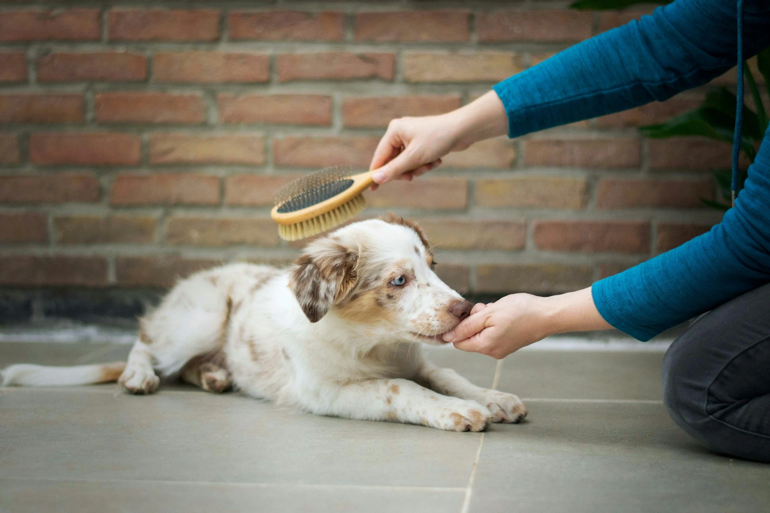 How to Reduce Shedding in Dogs Naturally