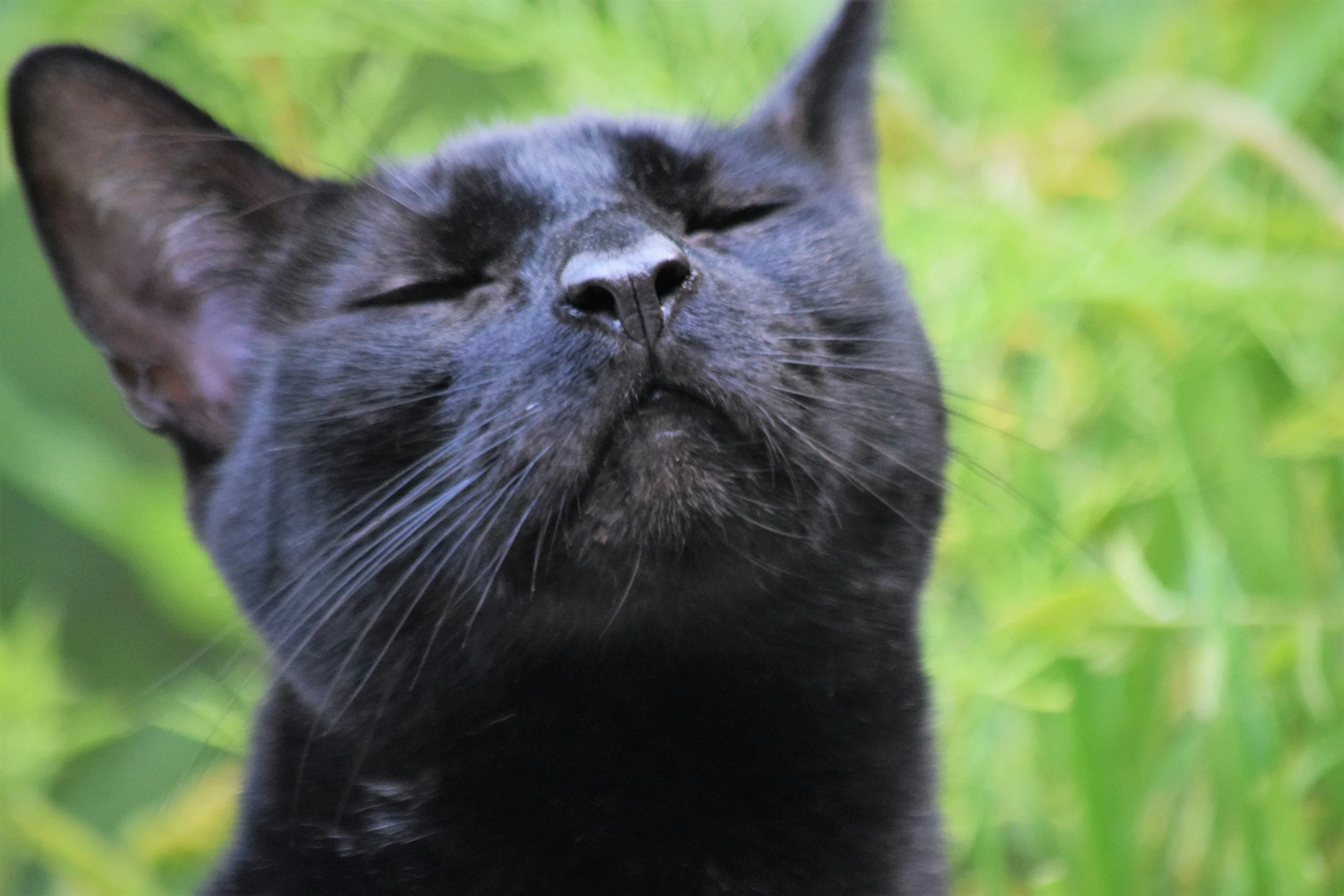Can Pets Get Seasonal Allergies?