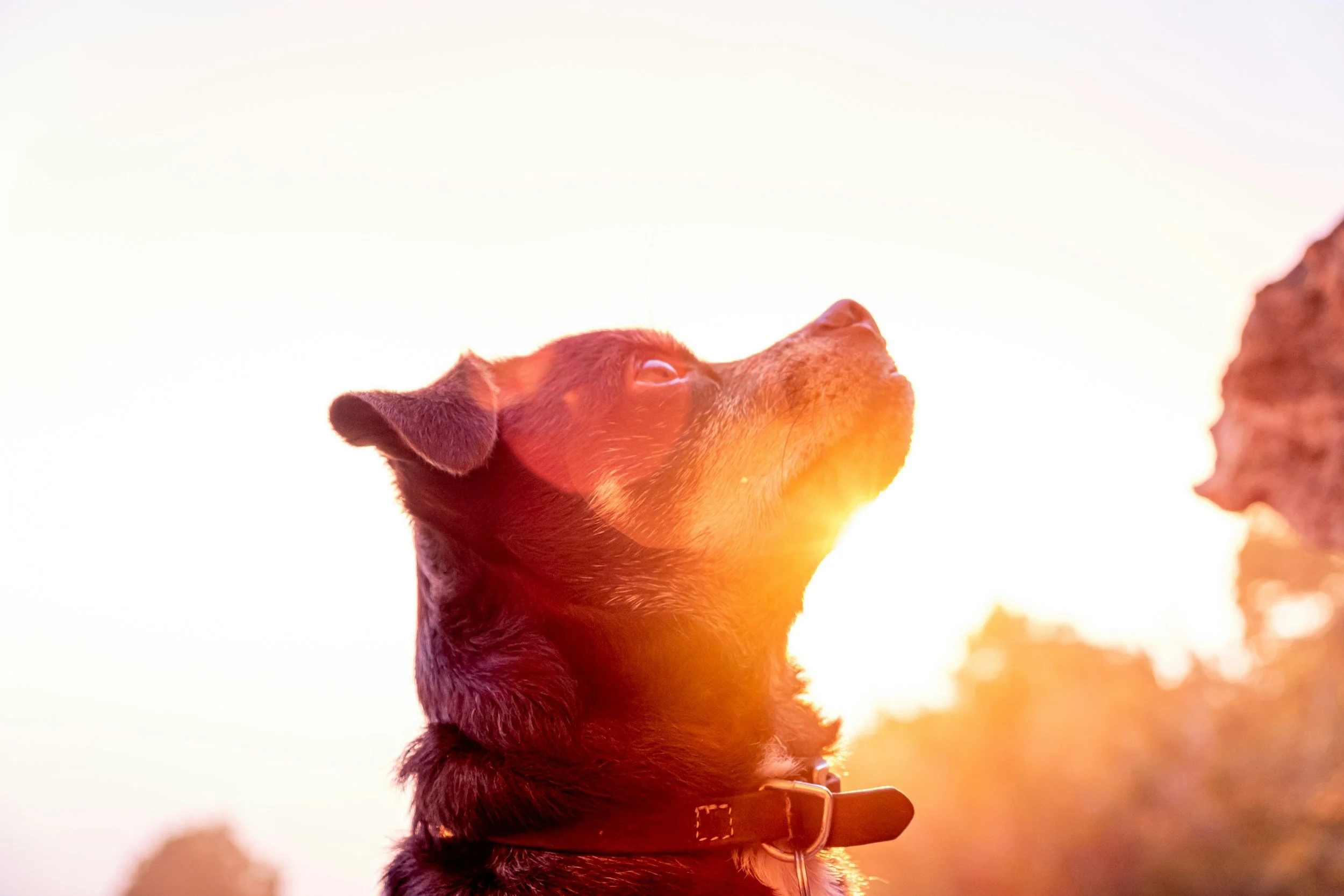 How to Recognize and Manage Heat Stroke in Pets