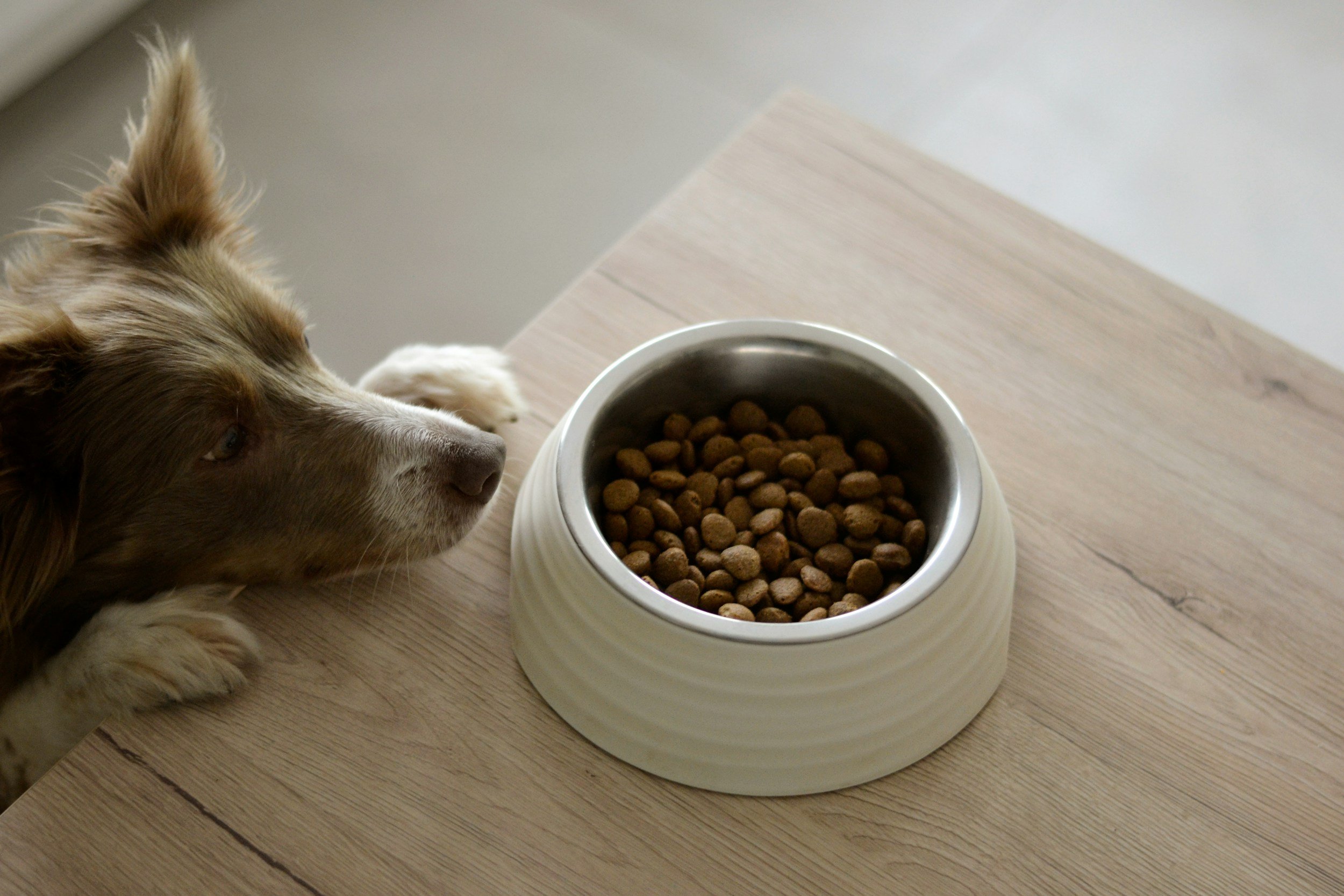 Are Insect Based Pet Foods Safe and Sustainable?