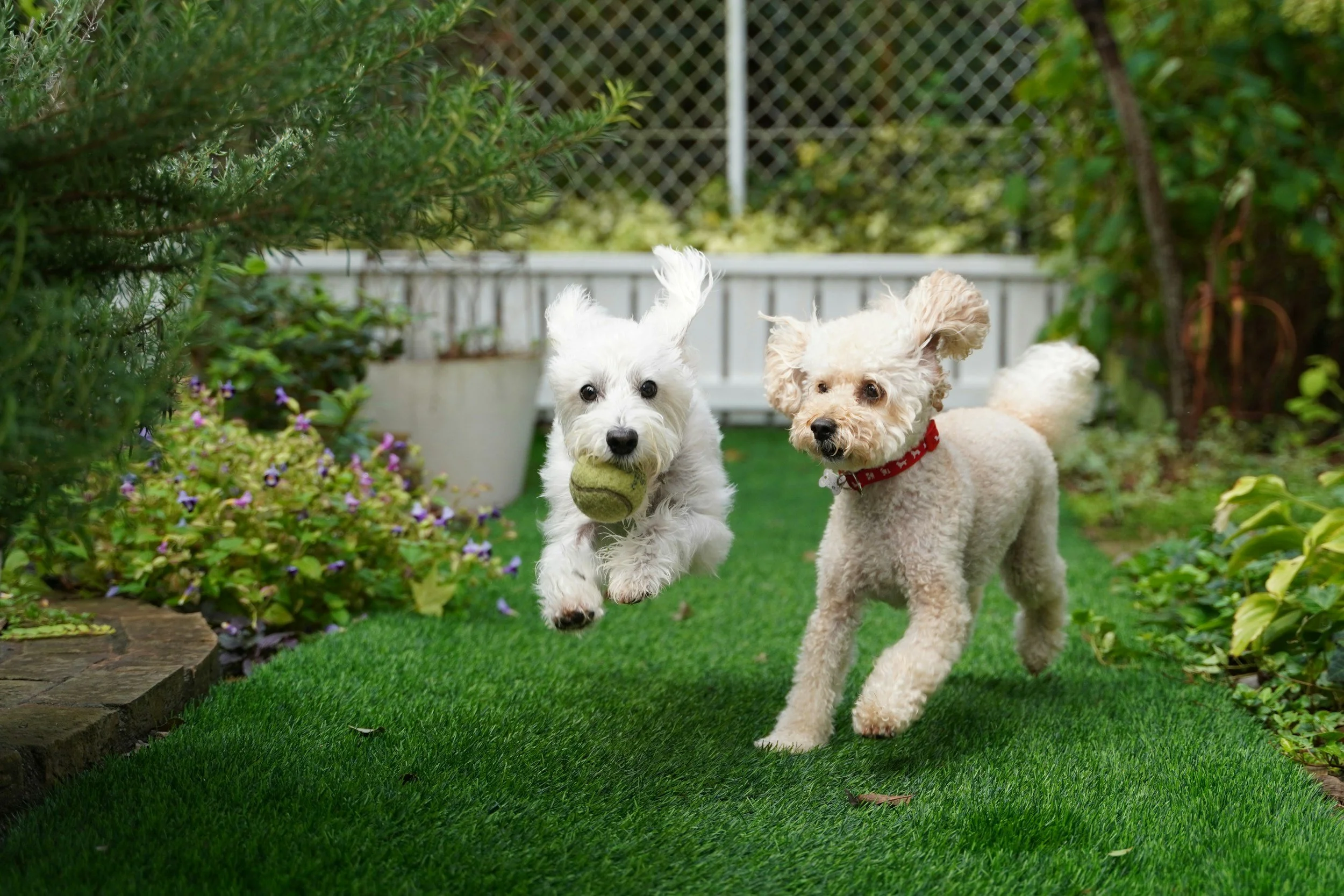 How to Create a Safe Backyard for Your Dog