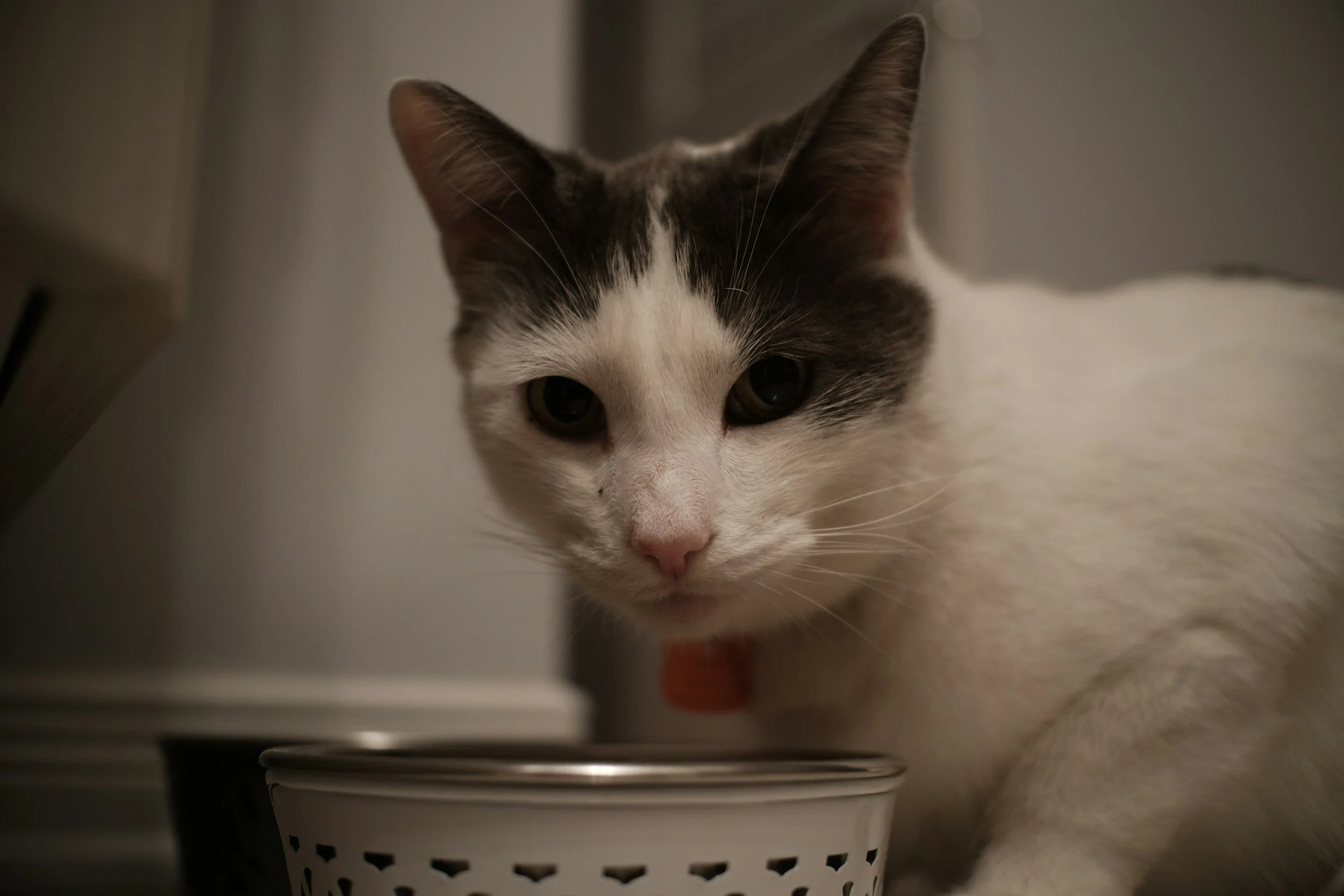 The Great Debate: Wet Food vs. Dry Food for Cats