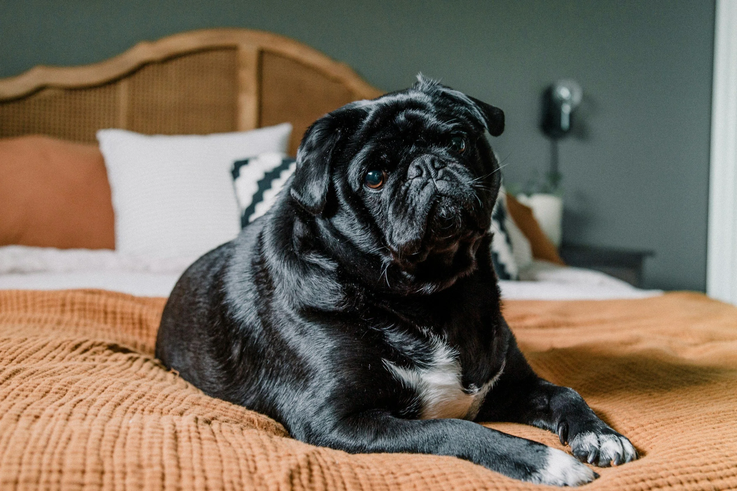 How to Tell If Your Pet Is Overweight and What to Do About It