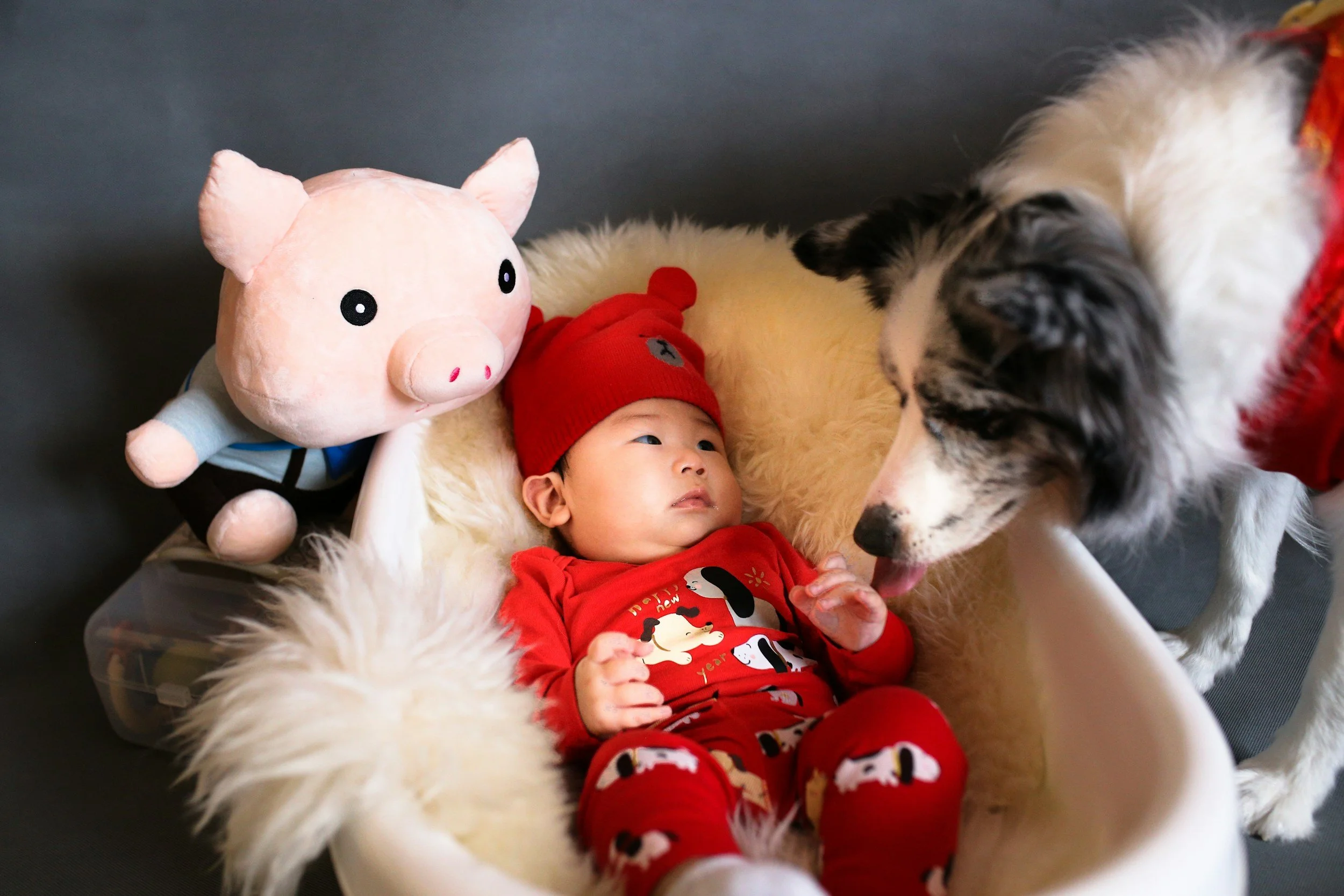 How to Prepare Your Pet for a New Baby
