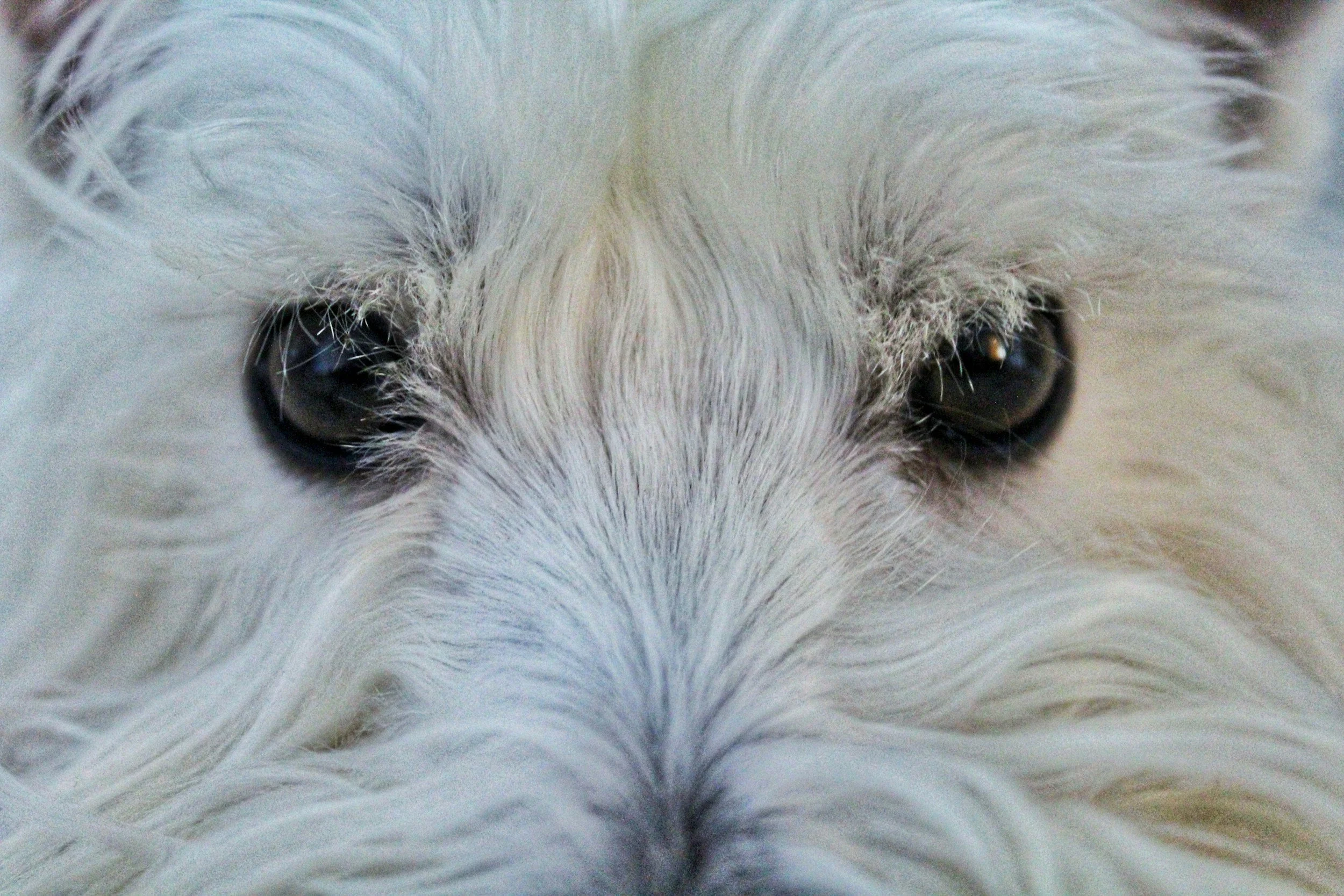 Can Dogs See in the Dark