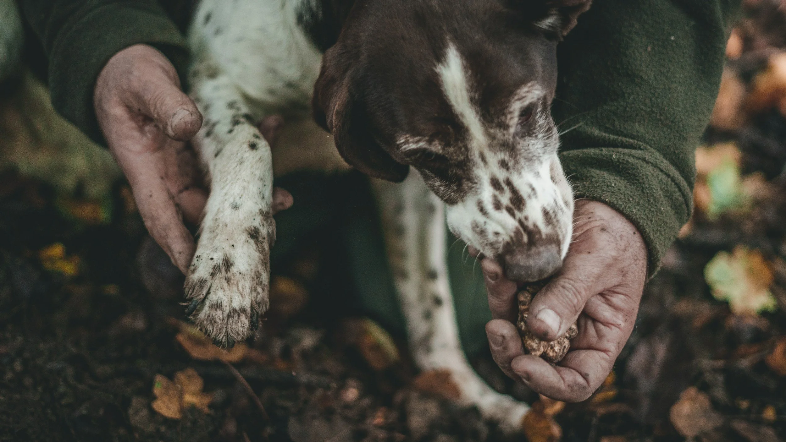 What Is a Dog’s Favorite Scent and Why It Matters