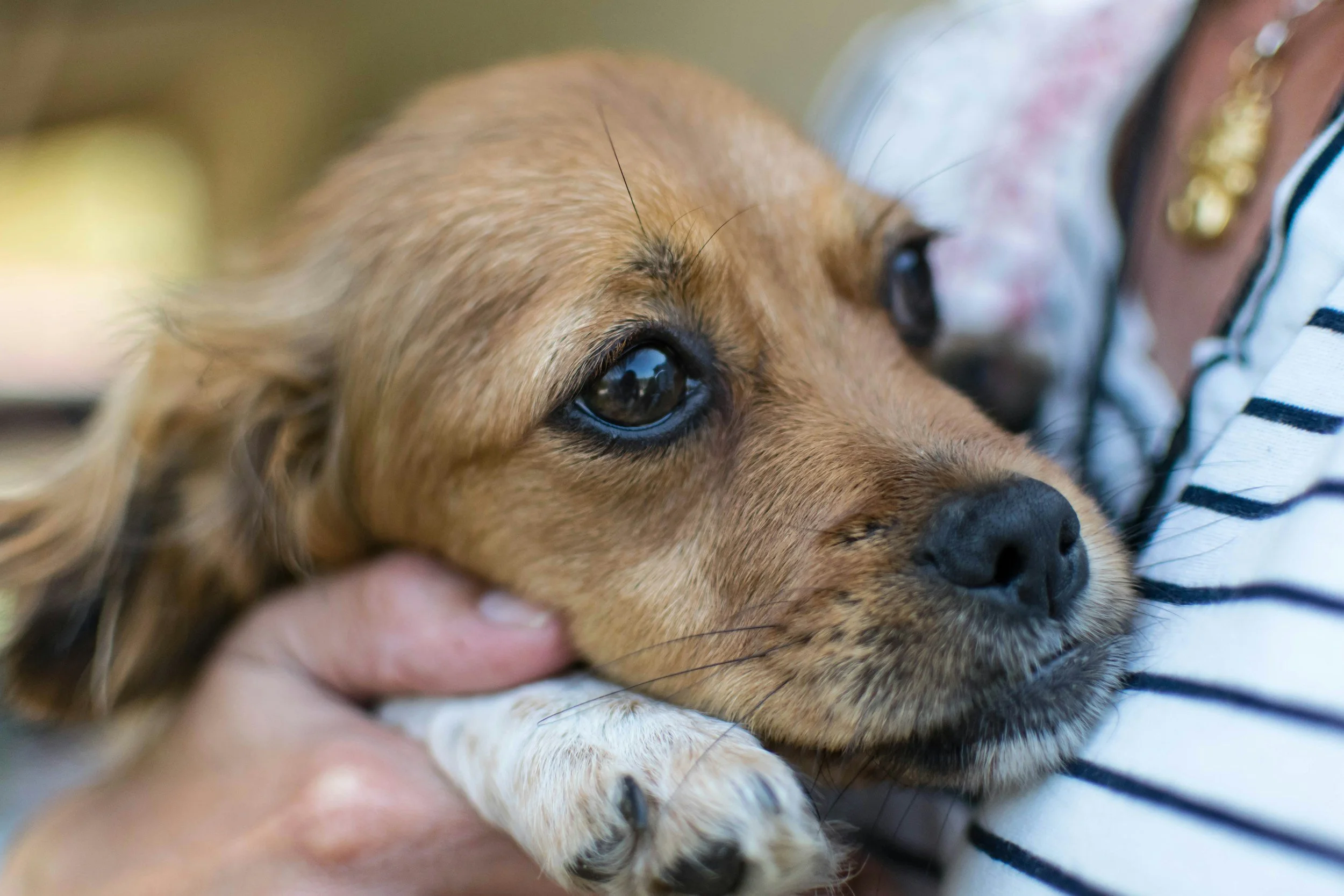 How to Comfort a Pet During a Thunderstorm