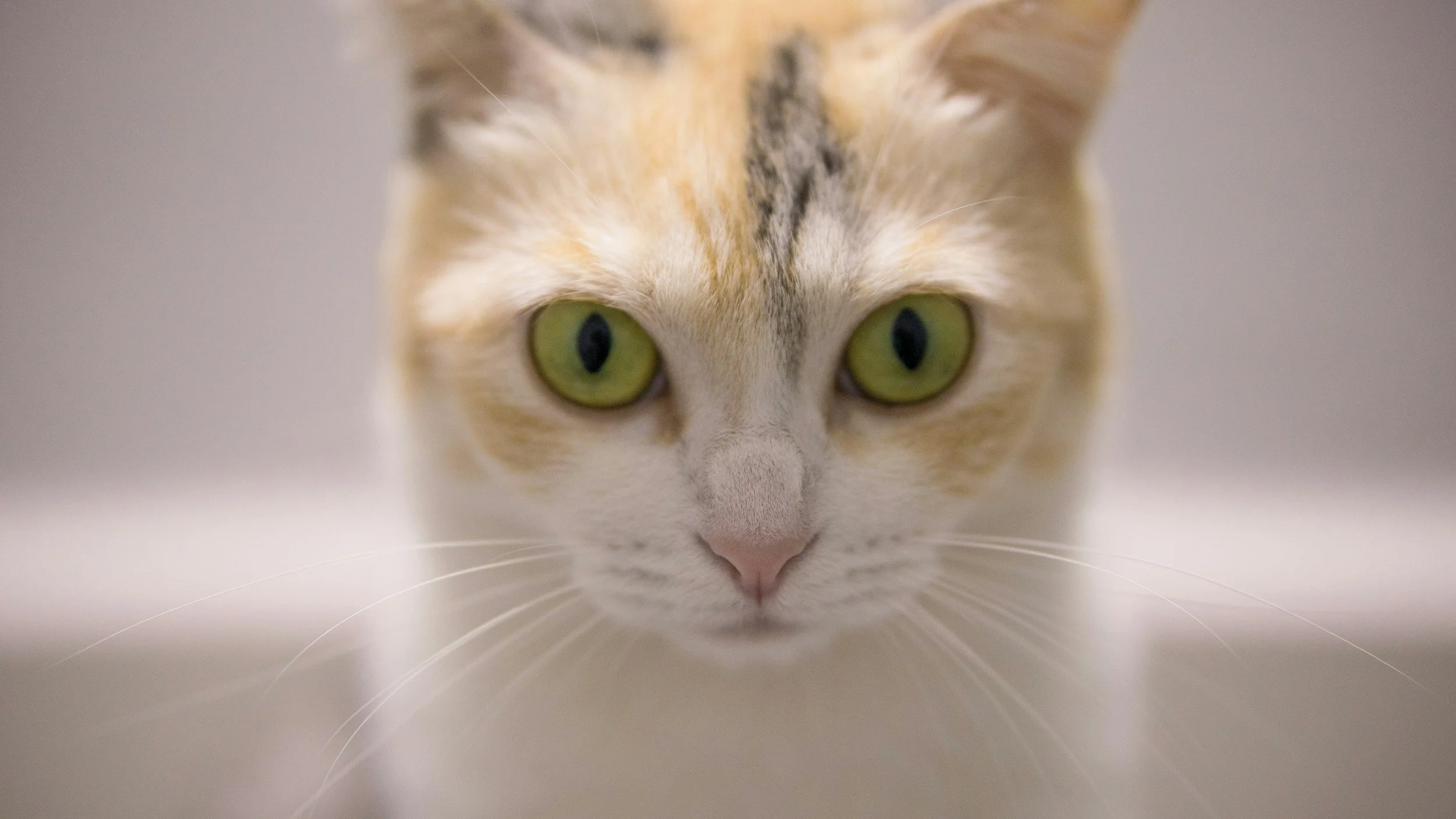 Why Do Cats Stare at You Without Blinking