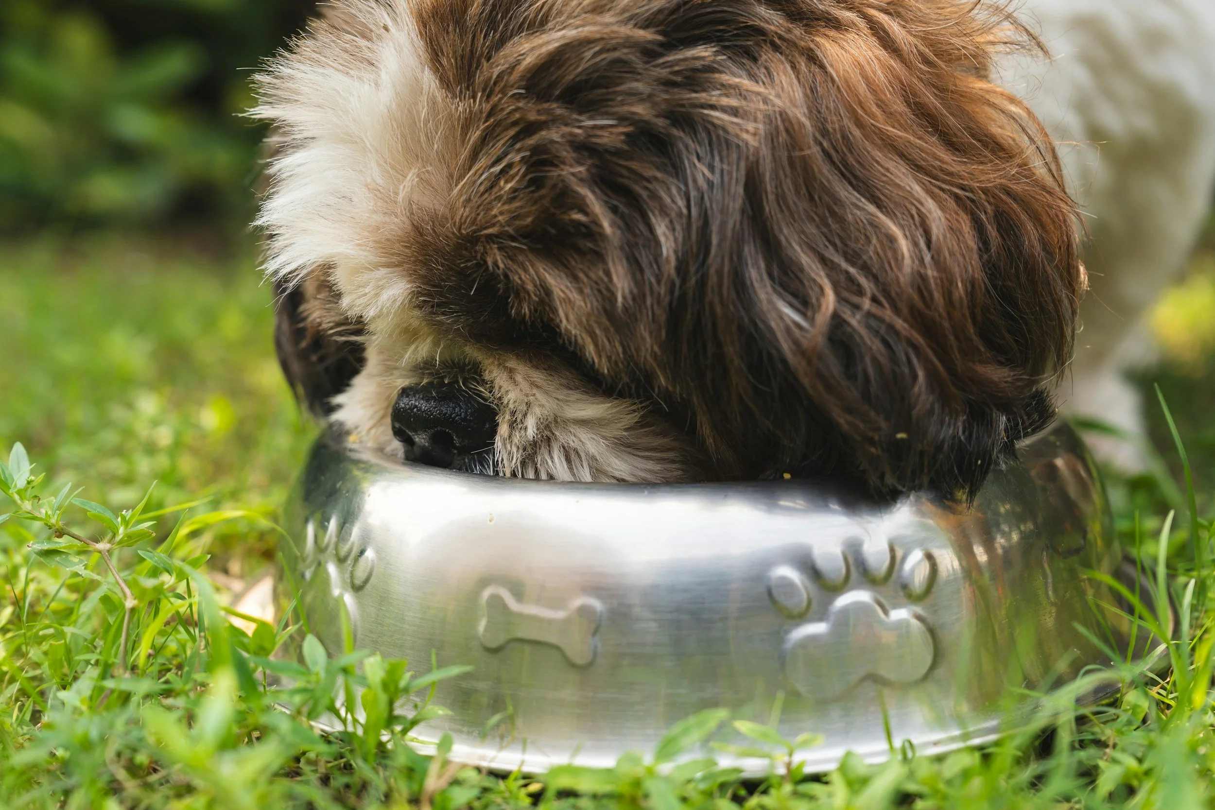 How to Stop Your Dog from Eating Too Fast