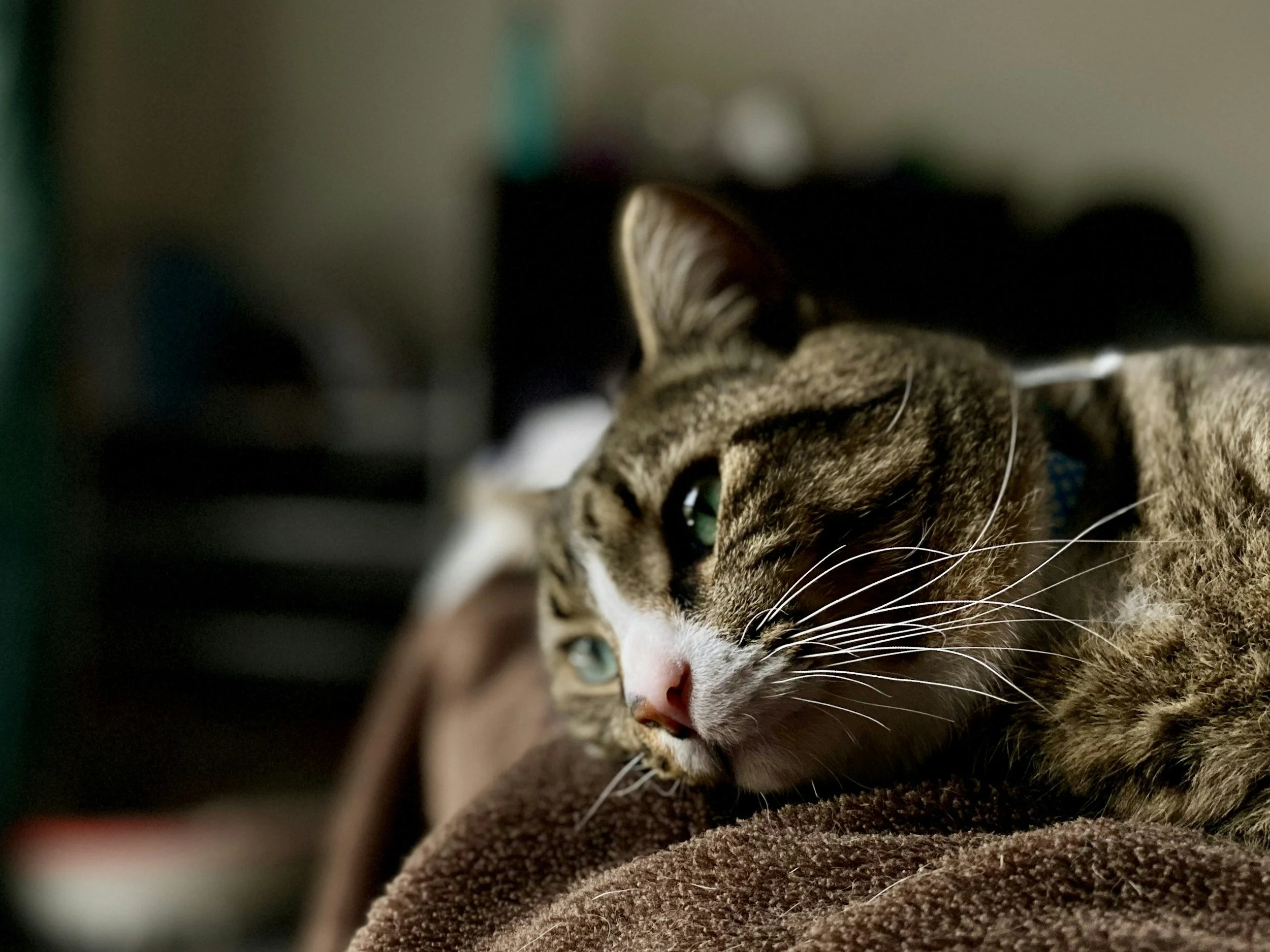How to Tell If Your Cat Is Stressed