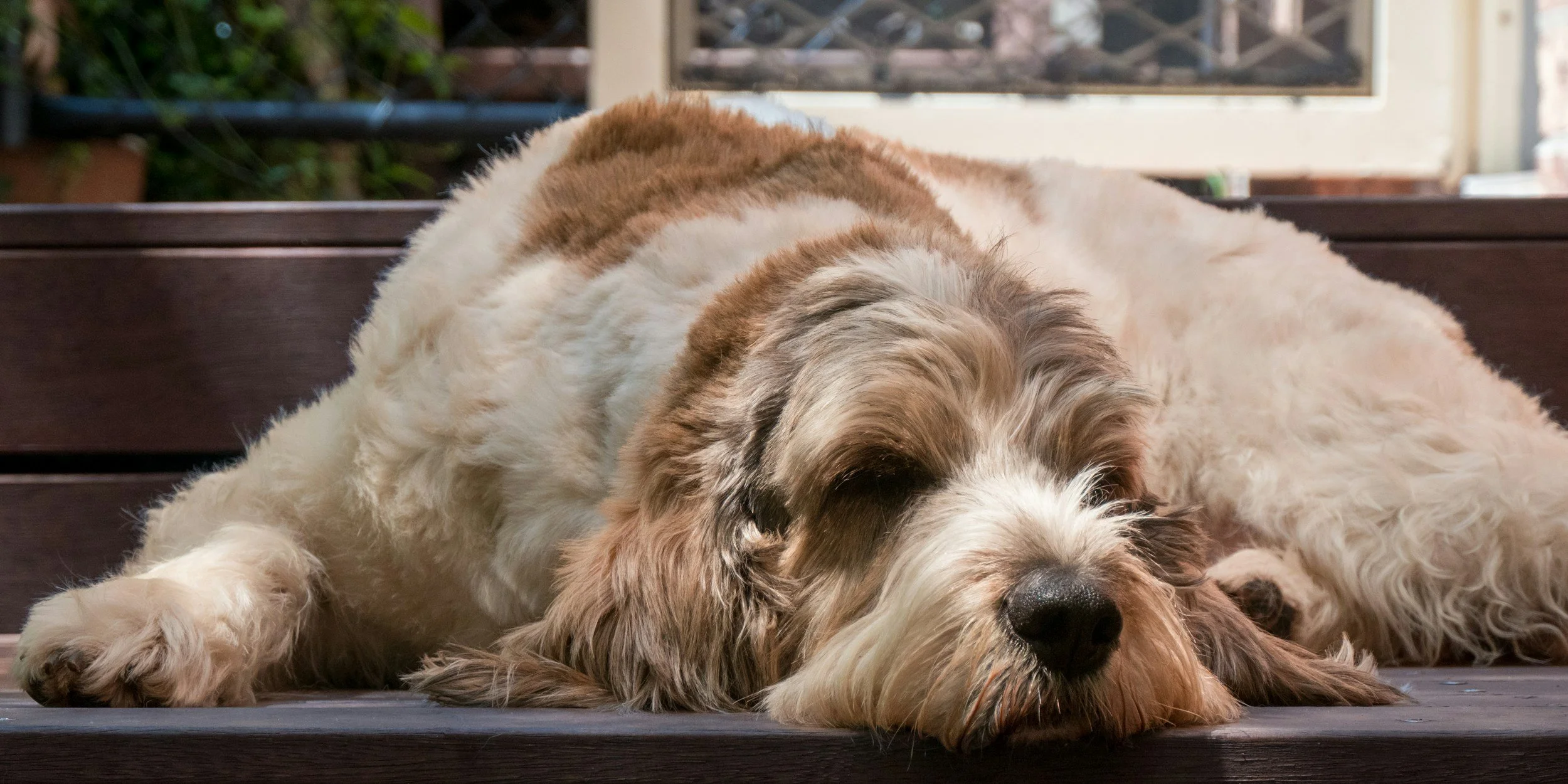 How to Tell If Your Pet Is Overheated Indoors