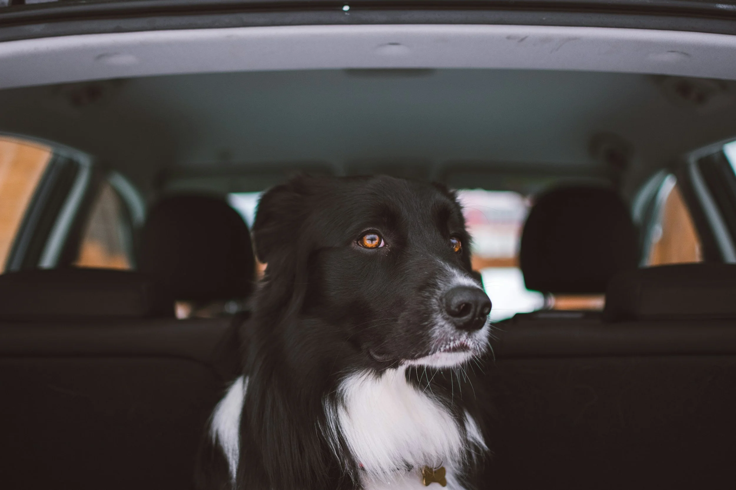How to Travel with a Pet by Car Without Stress