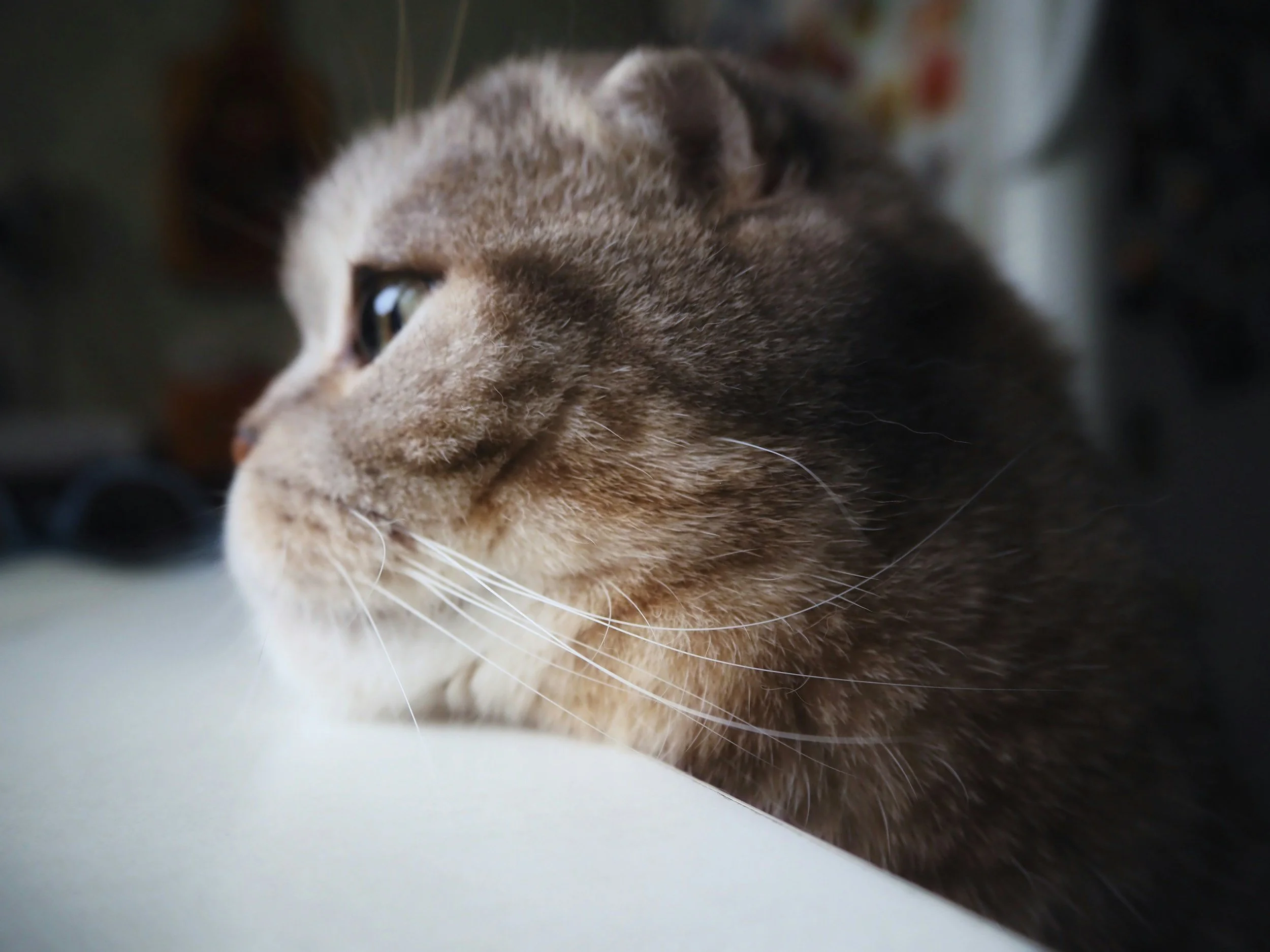 How to Tell If Your Pet Is Feeling Anxious