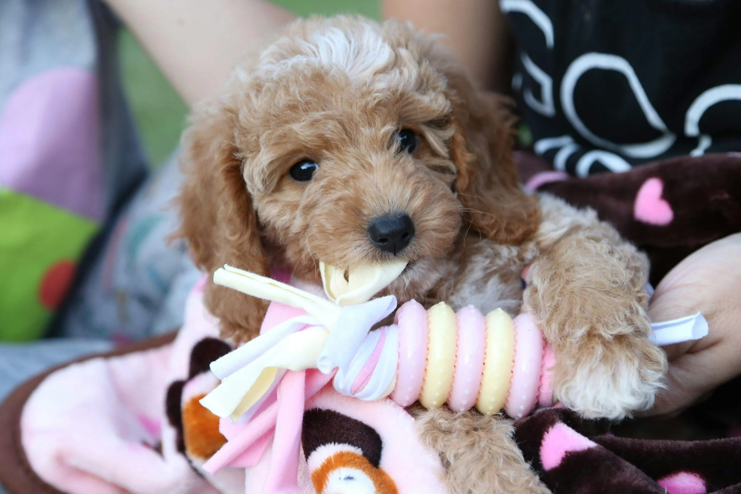 Bringing Joy Home: Your Guide to a Smooth Pet Adoption Journey