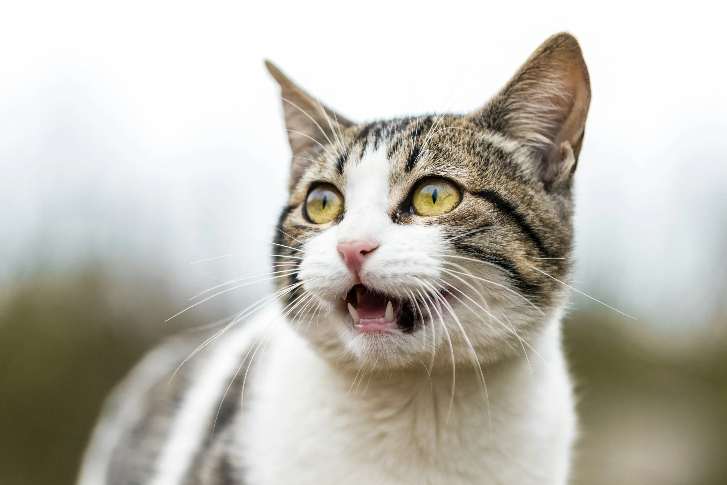 Decoding What Your Cat is Truly Saying