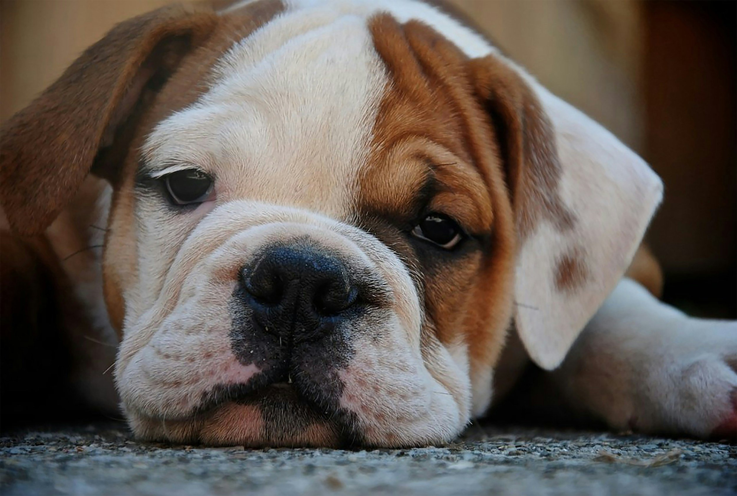 How to Help a Shy Pet Feel More Confident