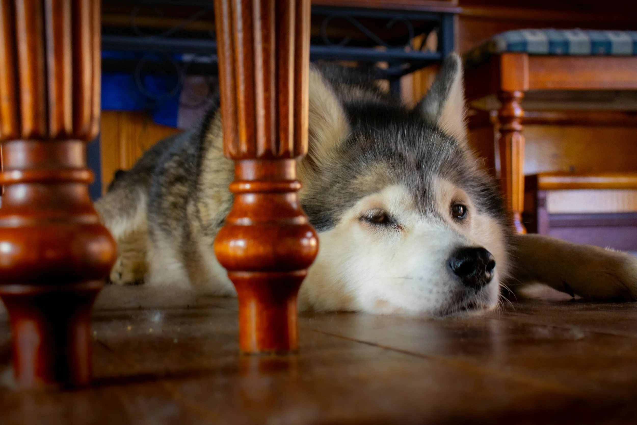 How to Help Your Pet Adjust to a New Home