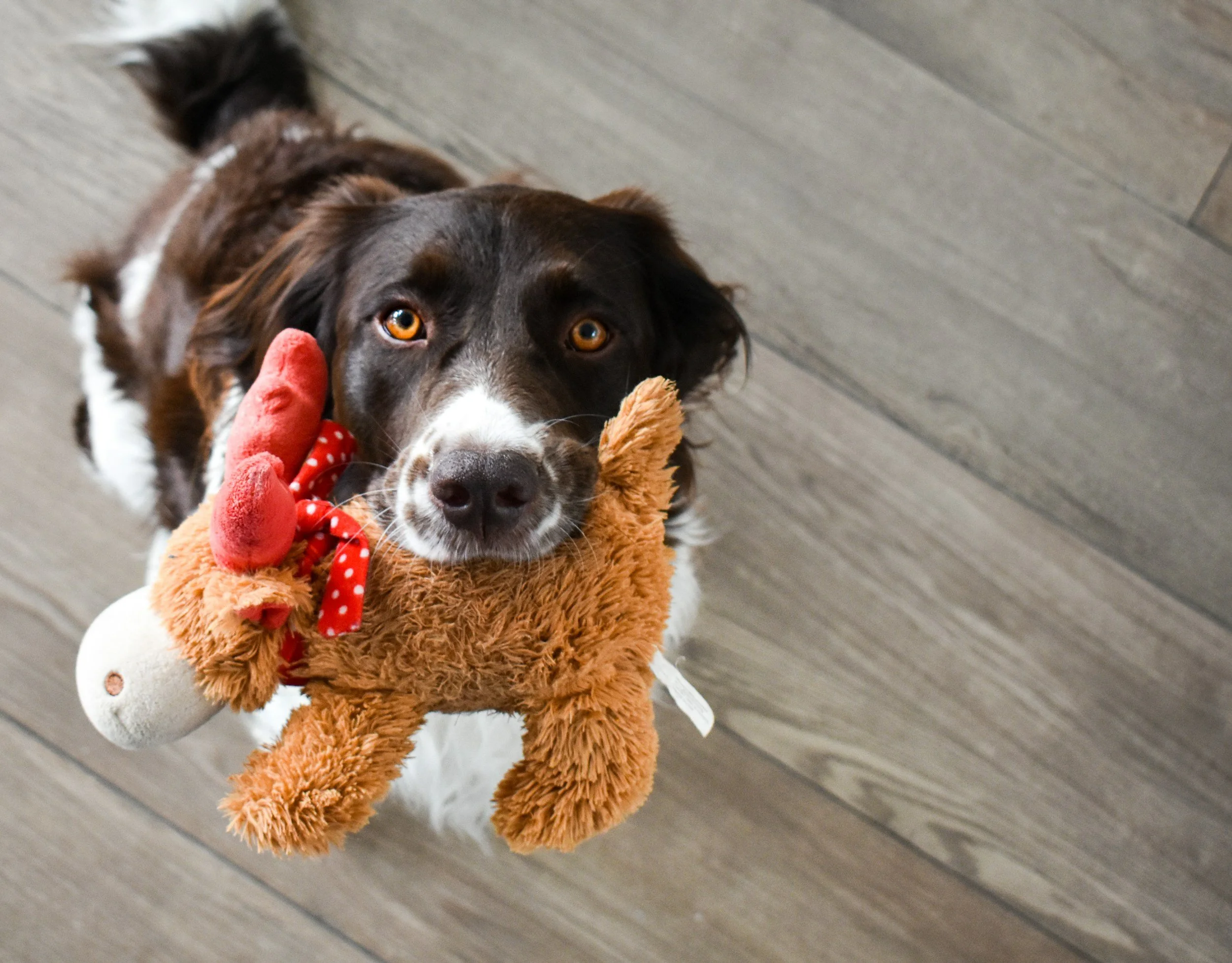 Easy Indoor Games to Play with Your Dog When It’s Raining