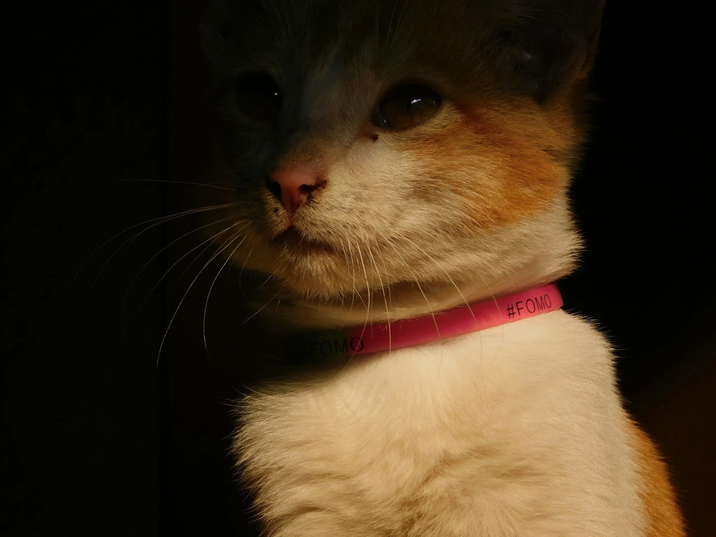 How to Help a Shy Cat Gain Confidence