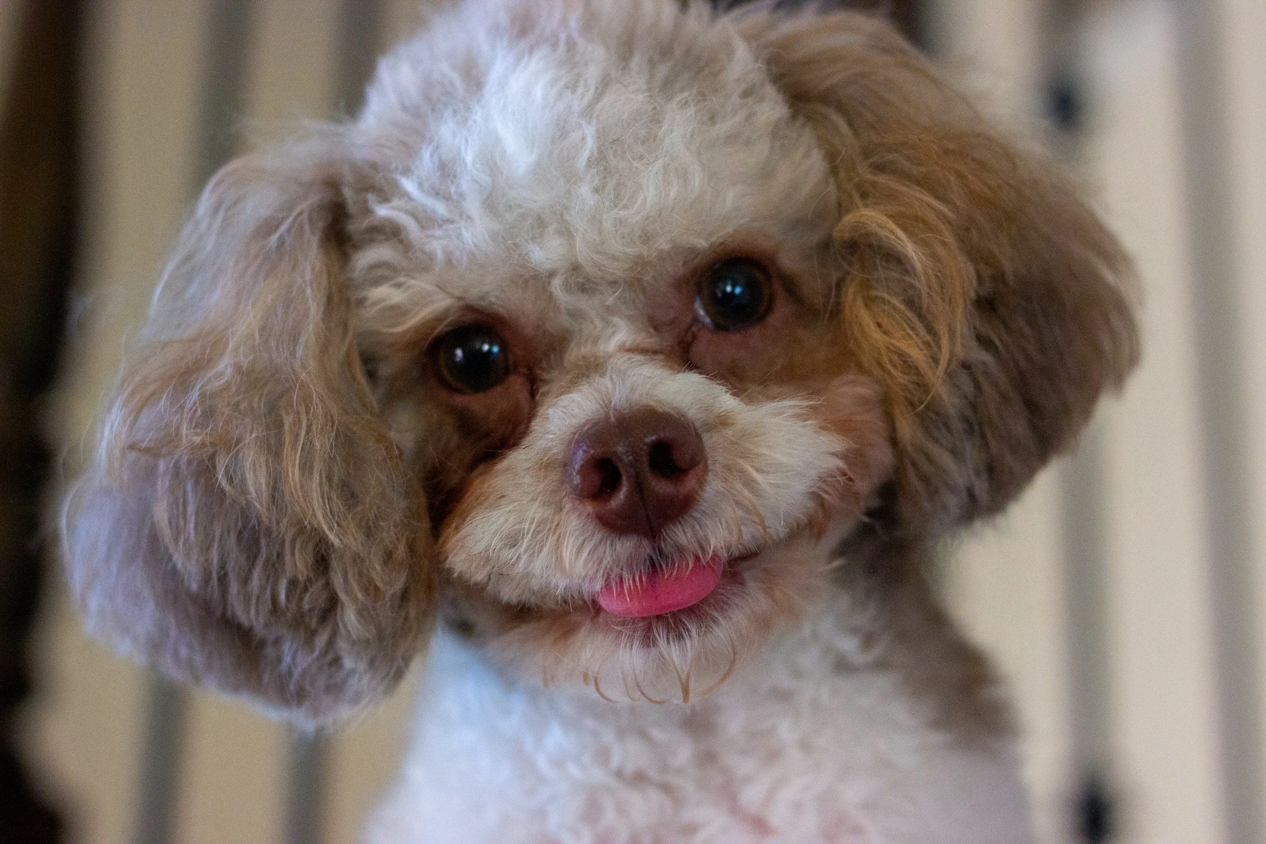Decoding Pet Facial Expressions: 7 Clues Your Dog or Cat Is Telling You How They Feel