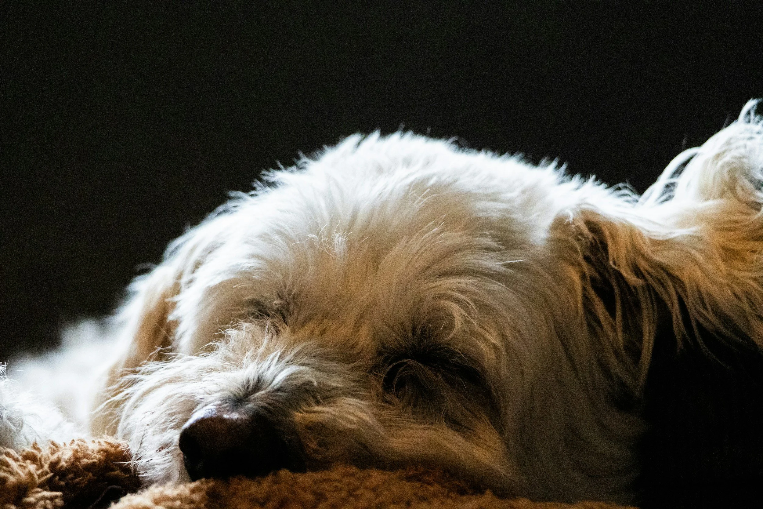Gentle Exercises to Boost Mobility in Senior Dogs &amp; Cats 