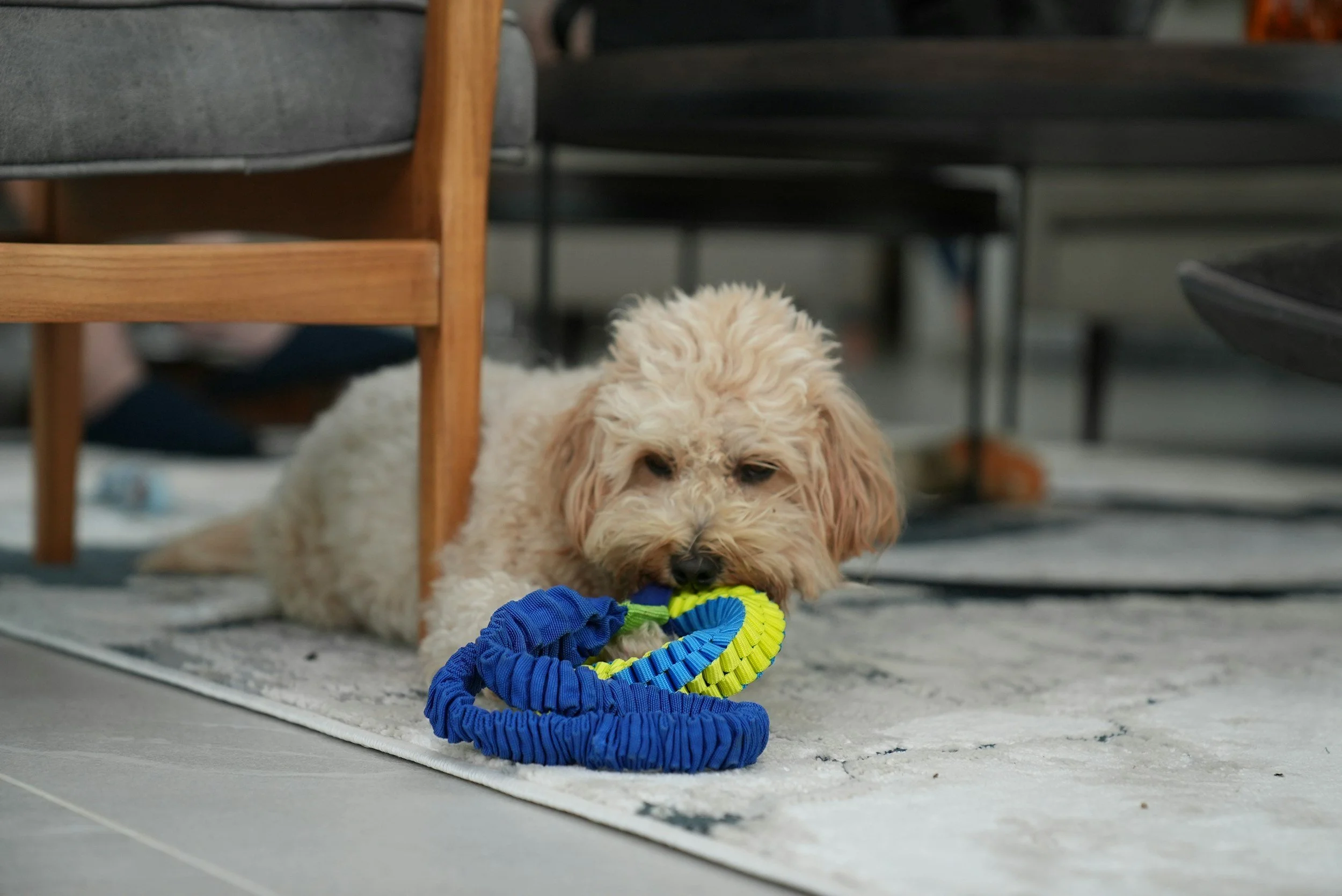 Best Indoor Games to Keep Your Dog Happy and Active All Year Round
