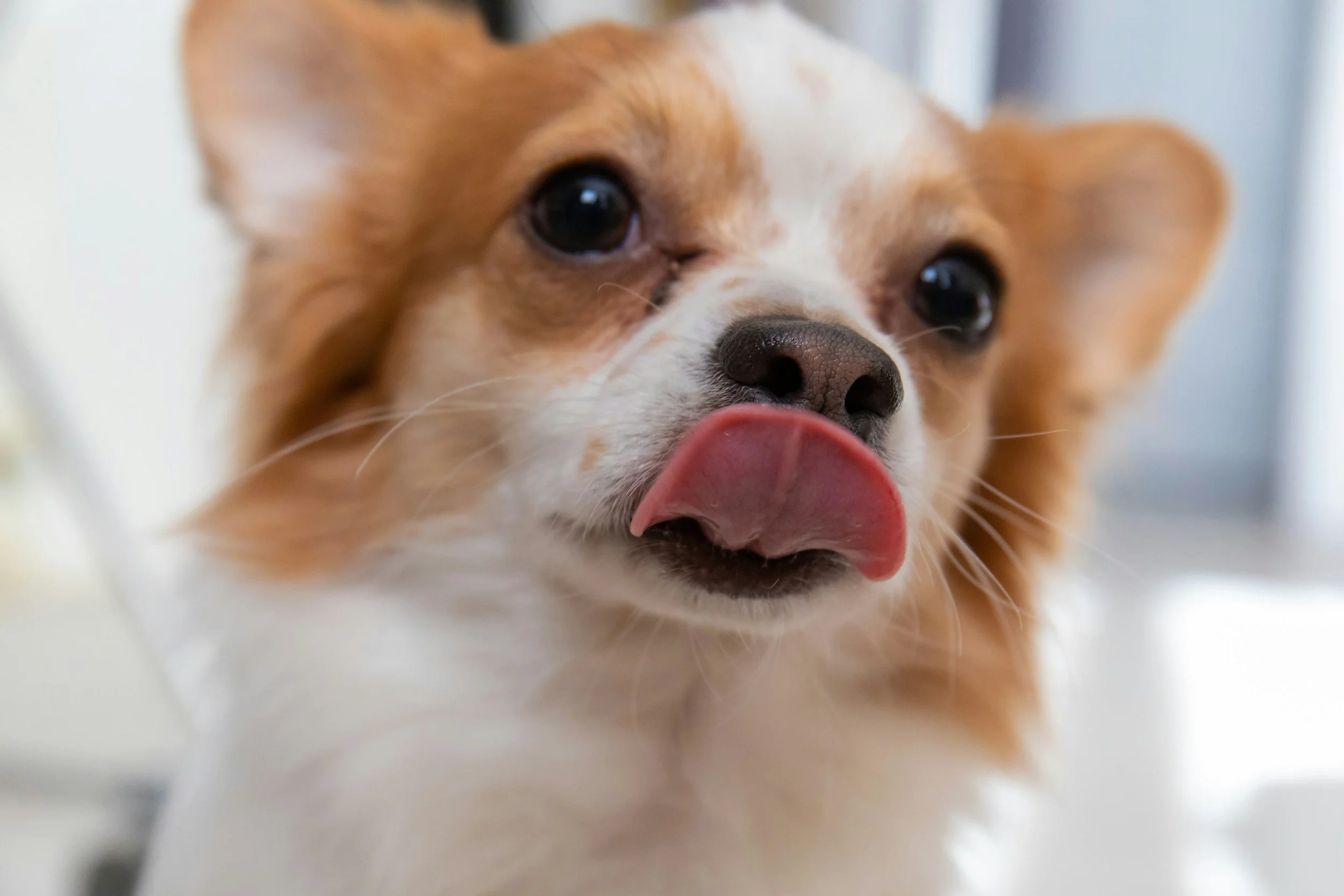 Why Dogs Lick You: Affection, Habit, or Something More?