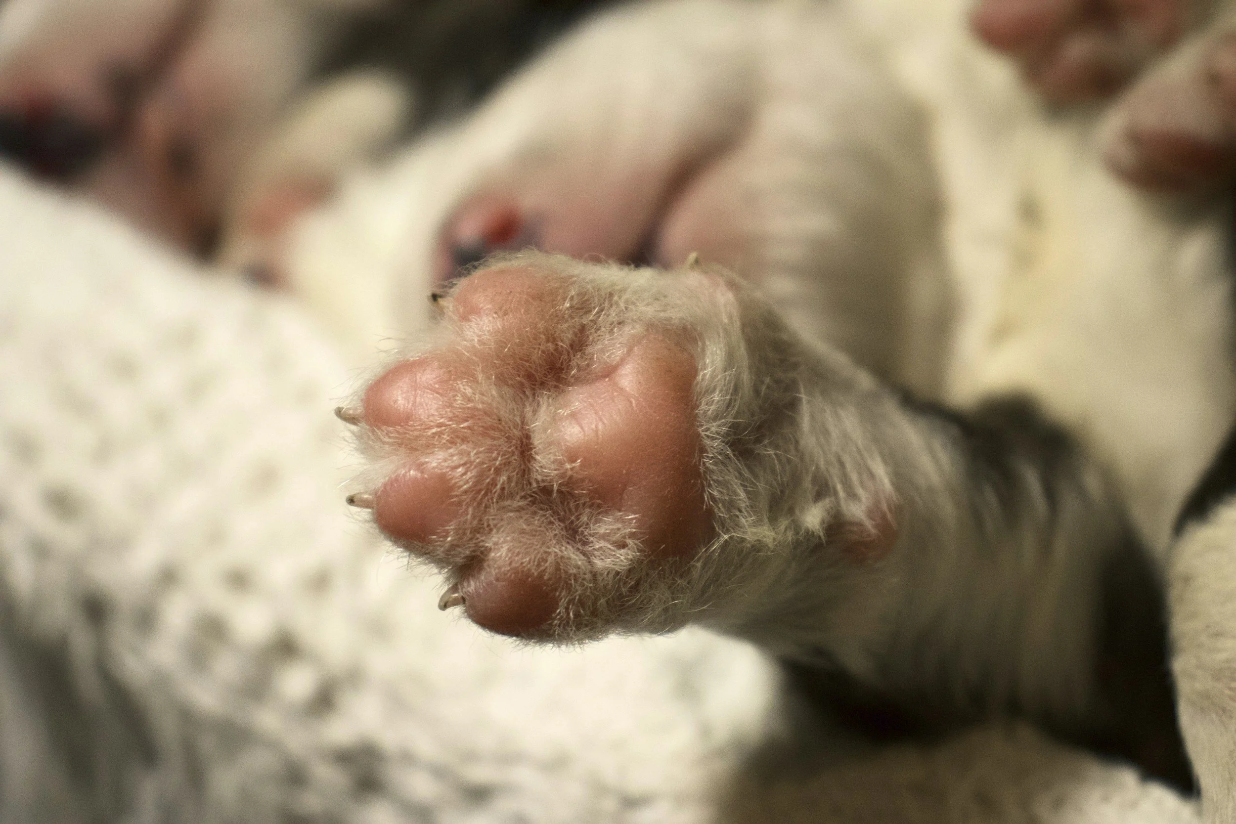 Why Dogs Sleep at Your Feet: Comfort, Bonding, or Protection?