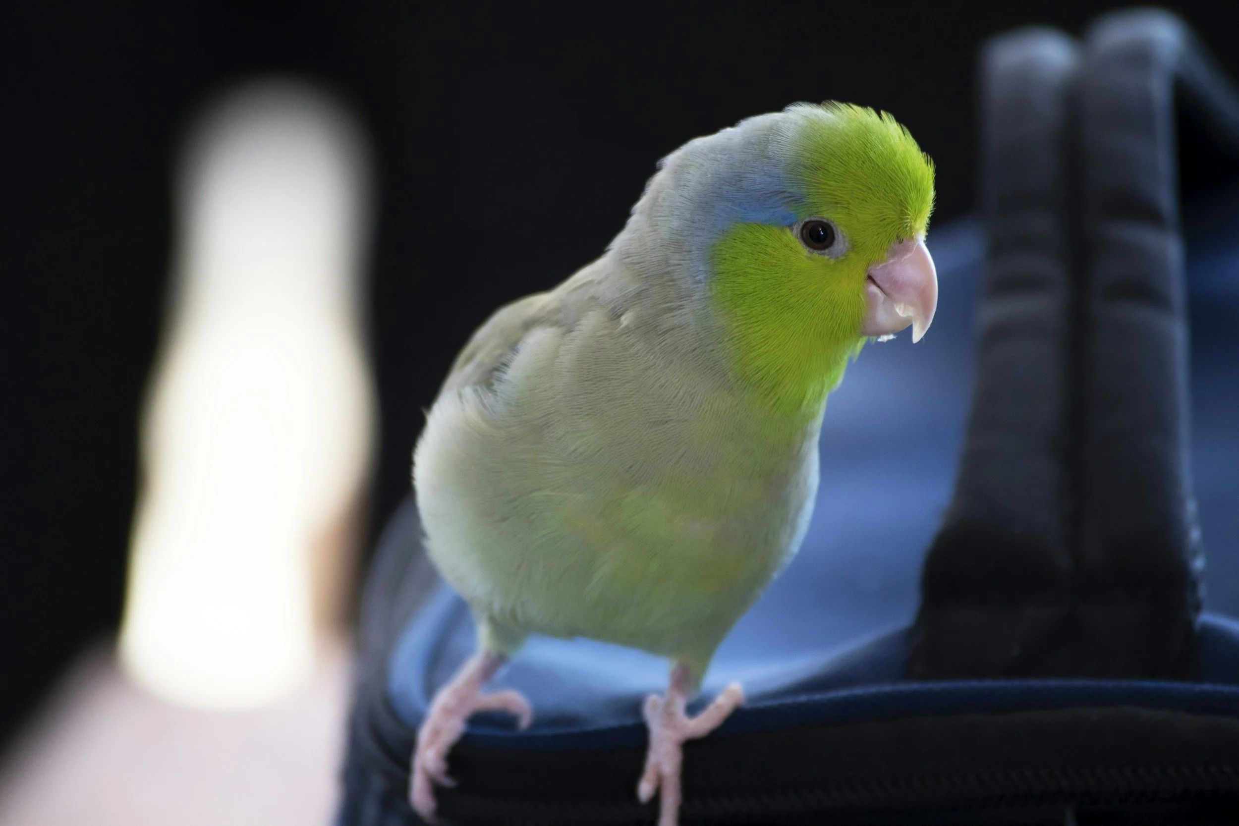 How to Keep Your Pet Bird Entertained: Simple Tips to Prevent Boredom