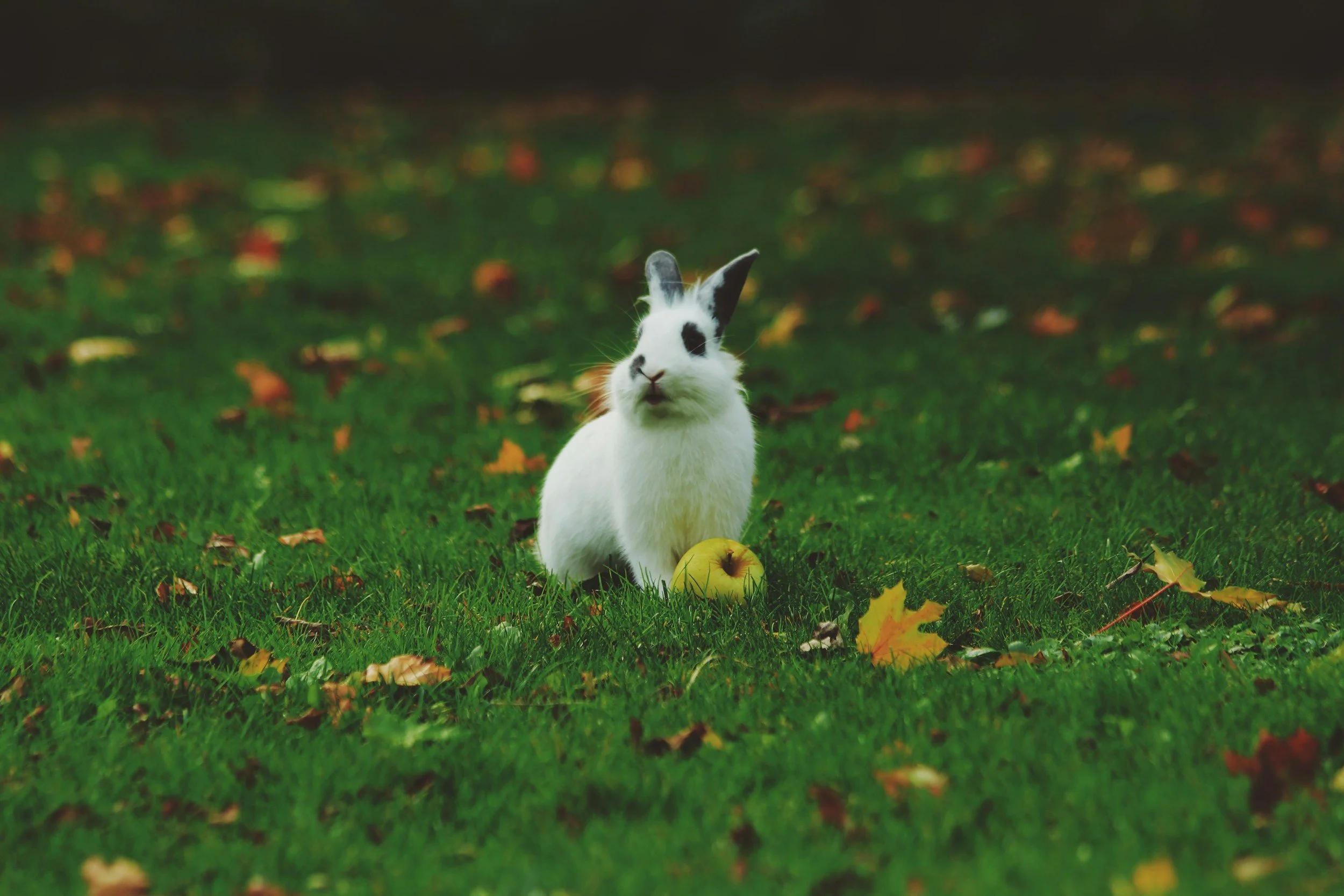 How to Keep Your Rabbit Cool in the Summer