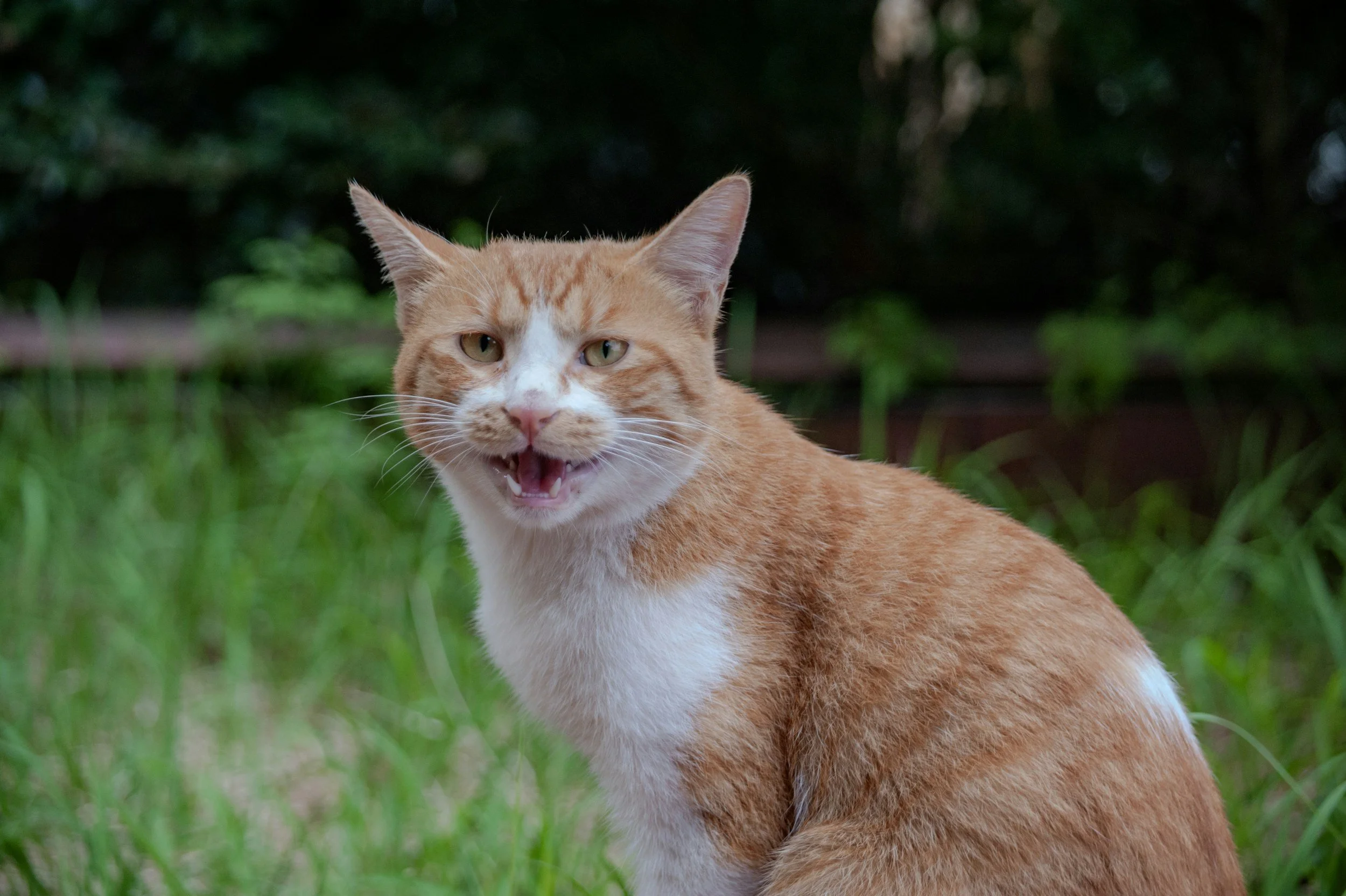 Why Your Cat Suddenly Started Meowing More: What They’re Trying to Tell You