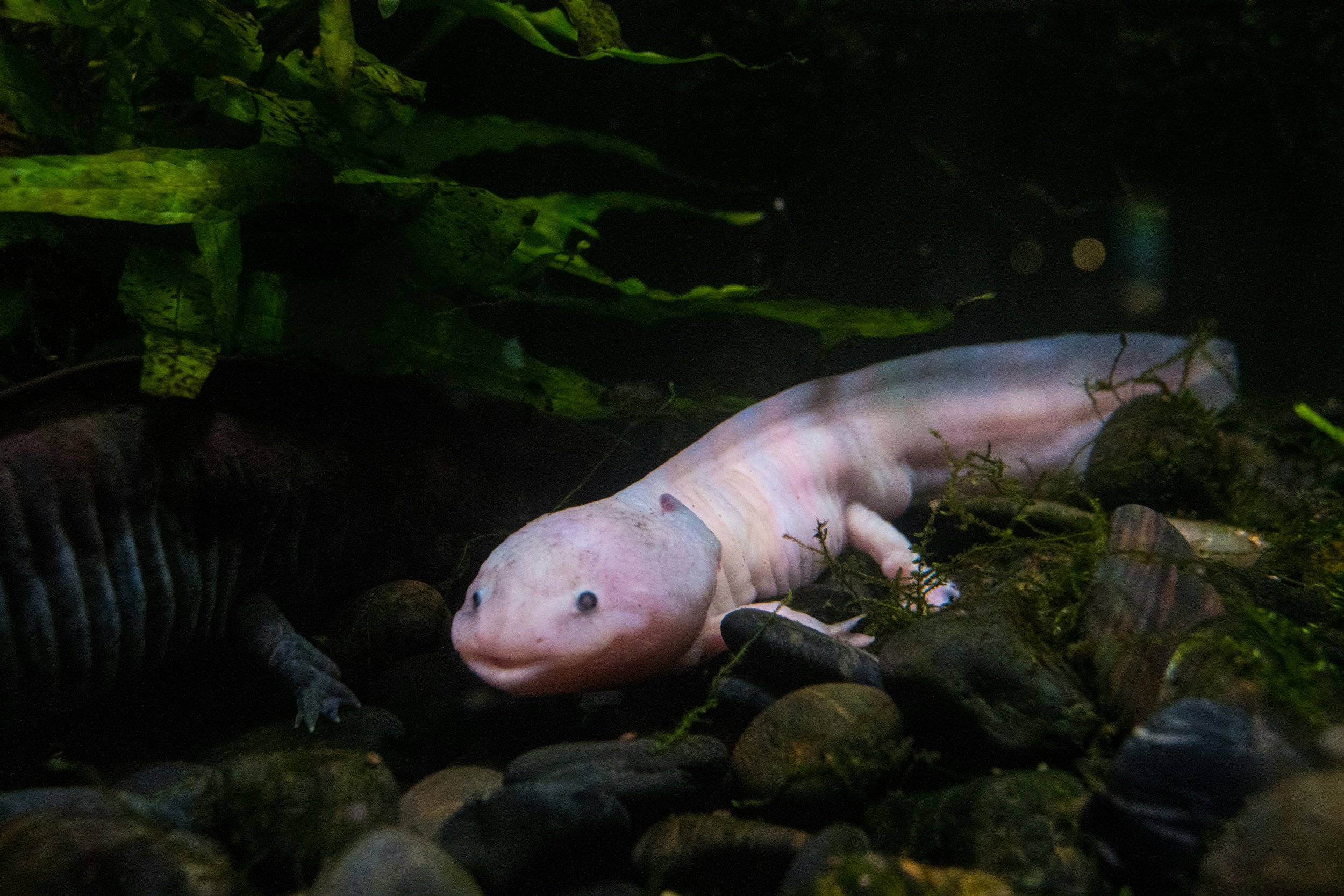 Why Axolotls Are the Most Unique Aquatic Pets You Can Own