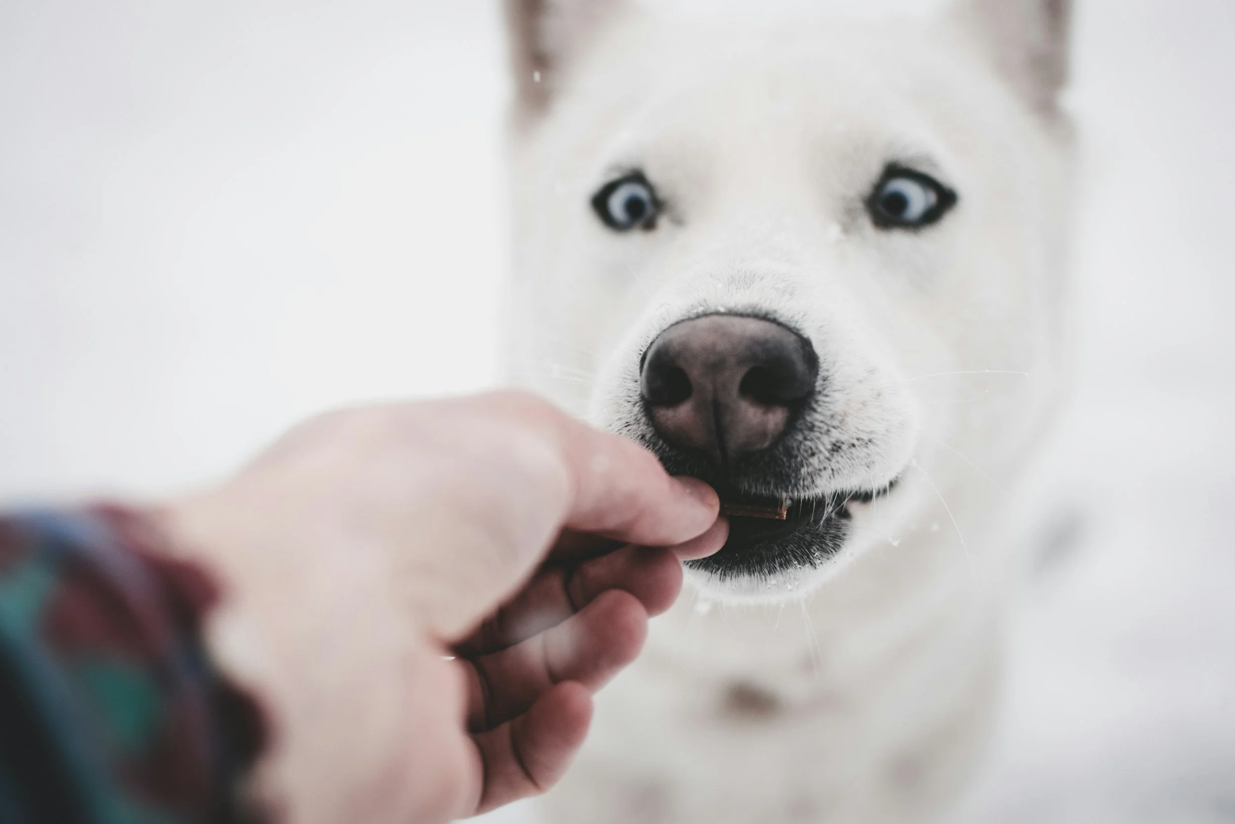 Black Friday Pet Deals 2025: The Best Savings for Pet Parents This Year