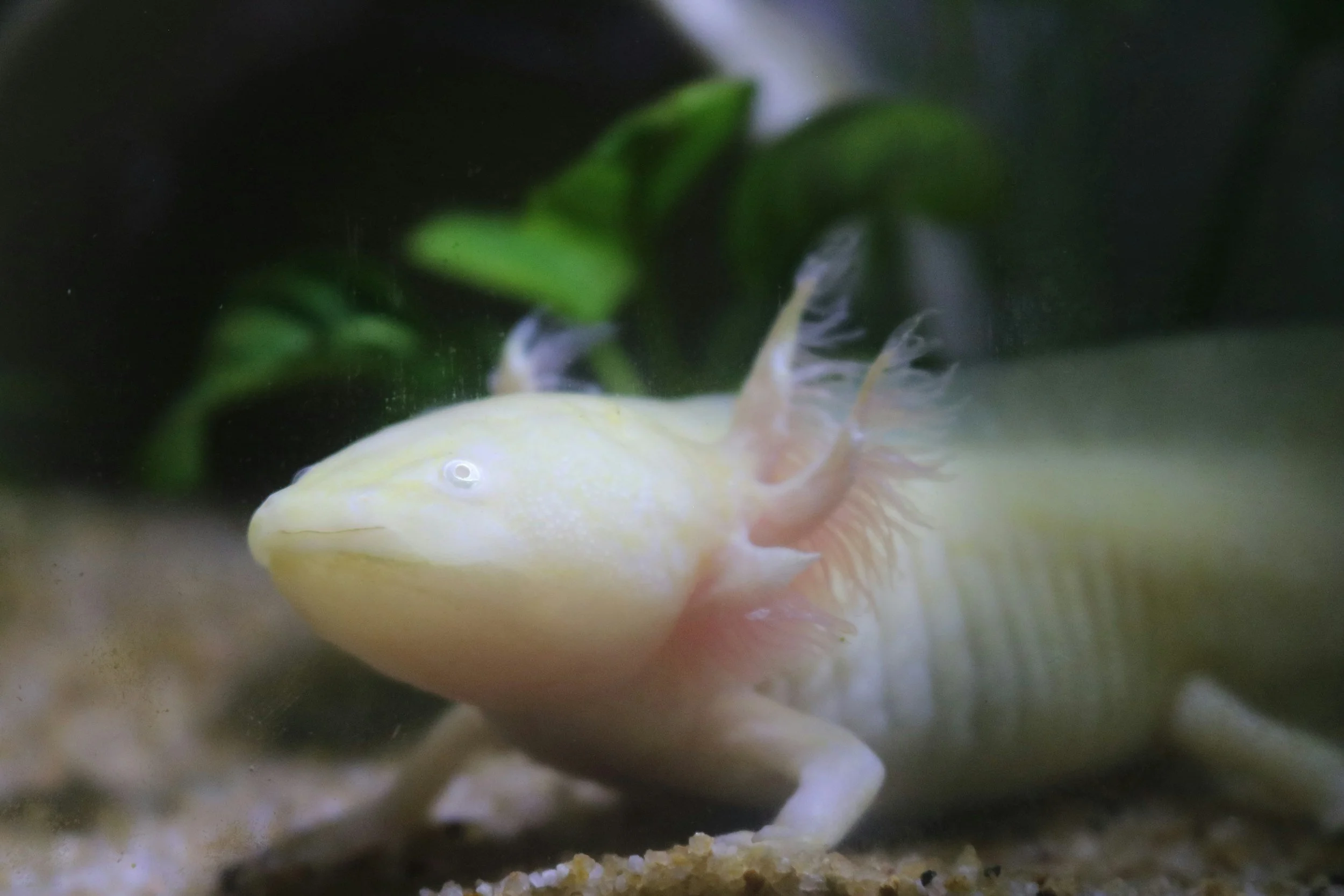 The Ultimate Guide to Axolotl Care: What New Owners Should Know