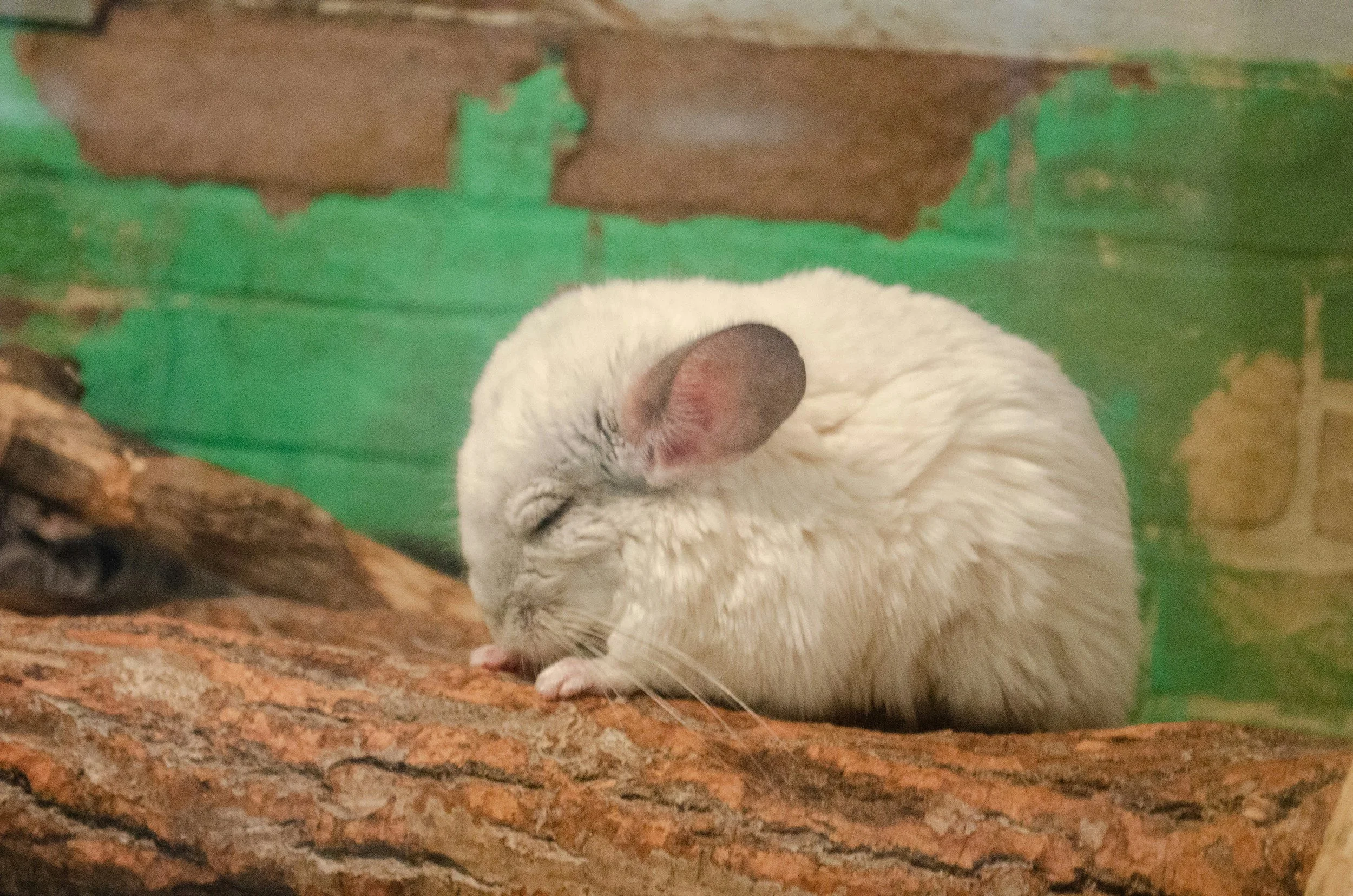 Chinchilla Care Guide: Everything You Need to Know About These Soft, Playful Pets