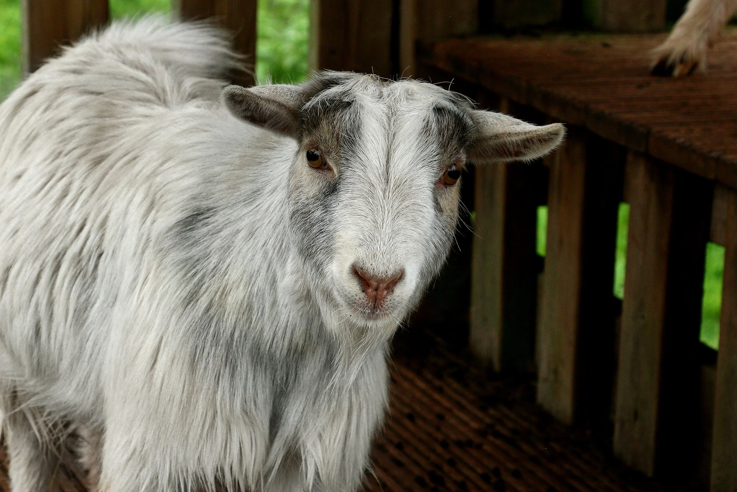 African Pygmy Goats as Pets: A Complete Beginner’s Guide to These Adorable Mini Goats