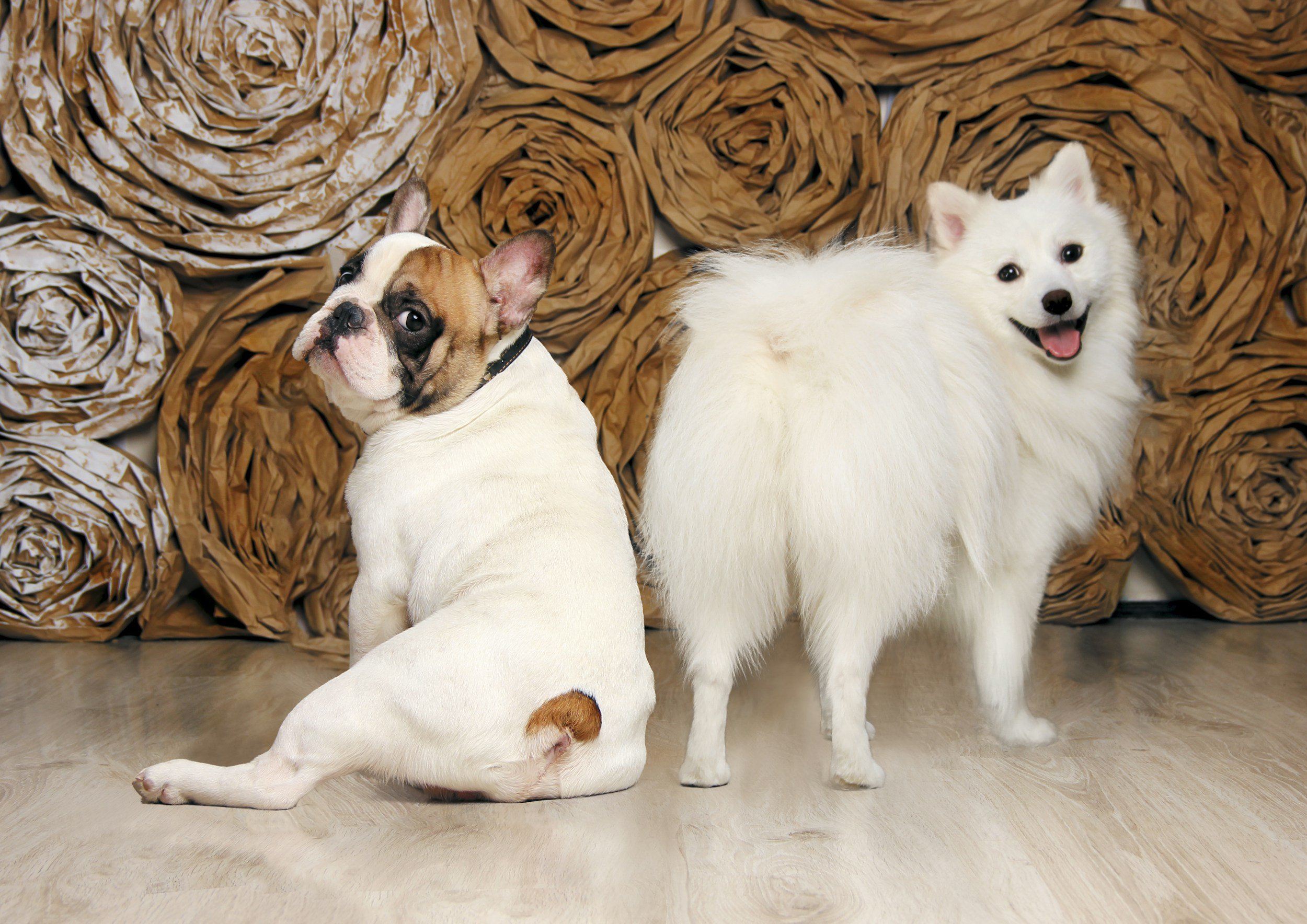 Why Do Dogs Chase Their Tails? Fun and Surprising Reasons Explained