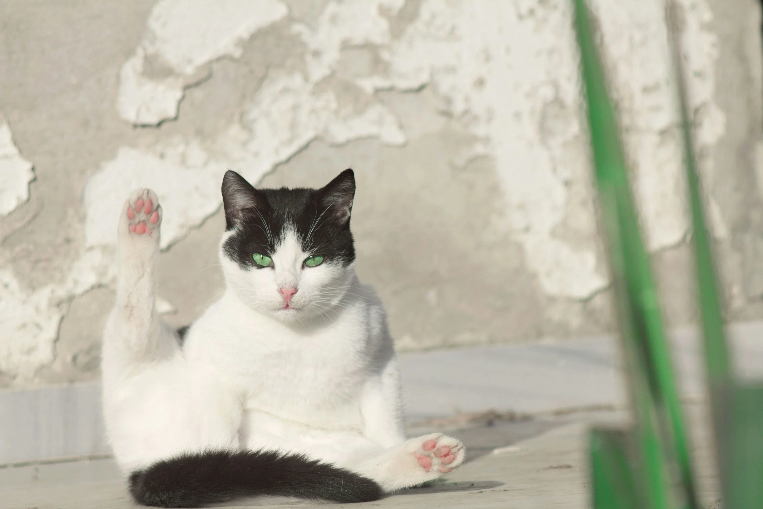 Why Do Cats Knock Things Over? Understanding Your Cat’s Quirky Behavior
