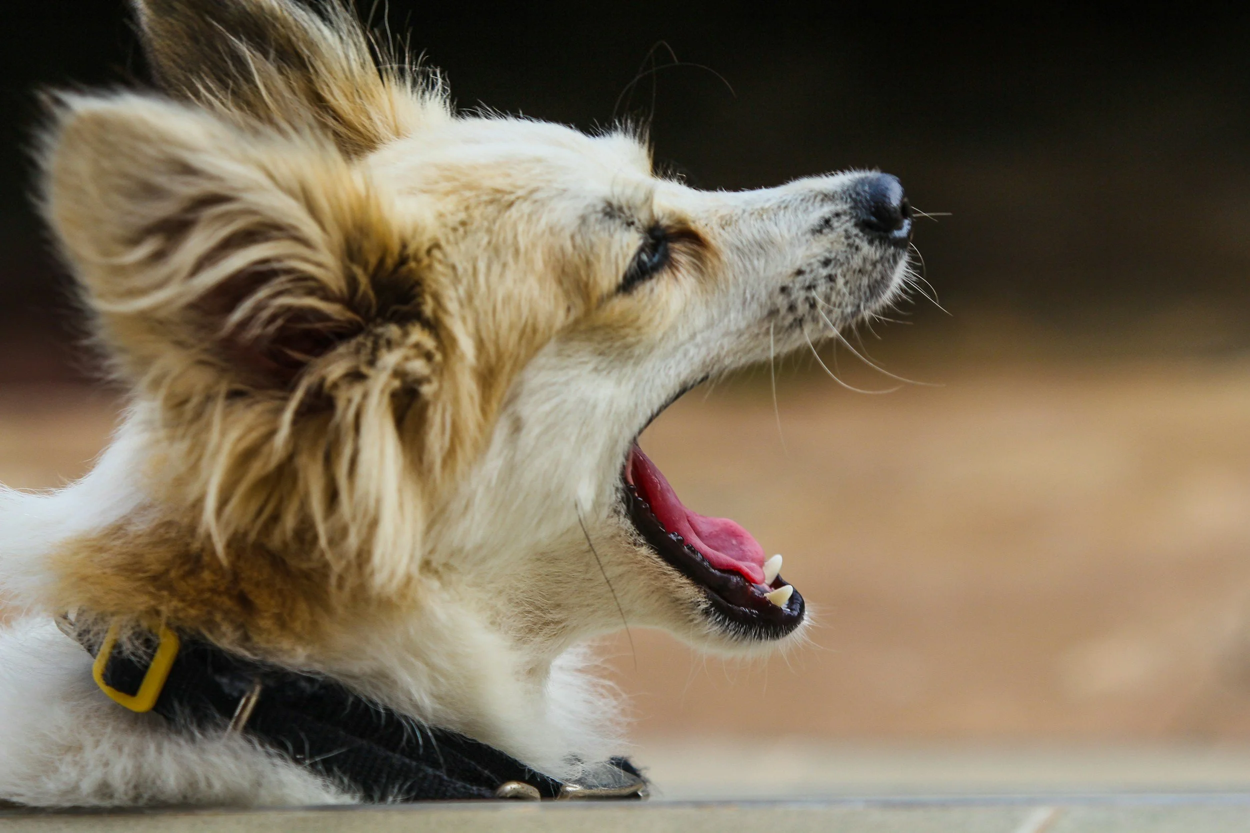 Why Do Dogs Bark at Nothing? Understanding “Invisible” Triggers