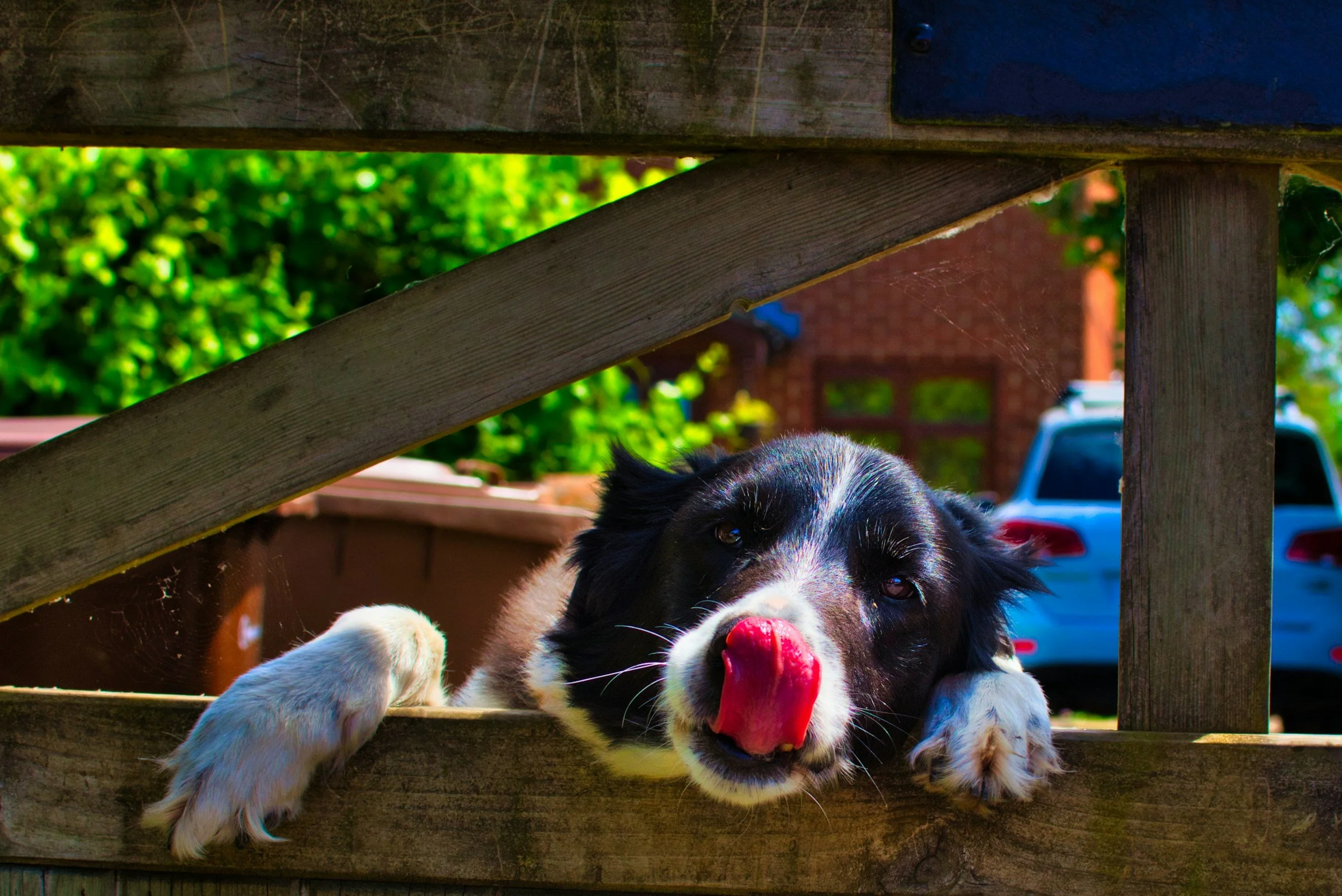 Why Do Dogs Lick the Air? Surprising Reasons Behind This Odd Behavior