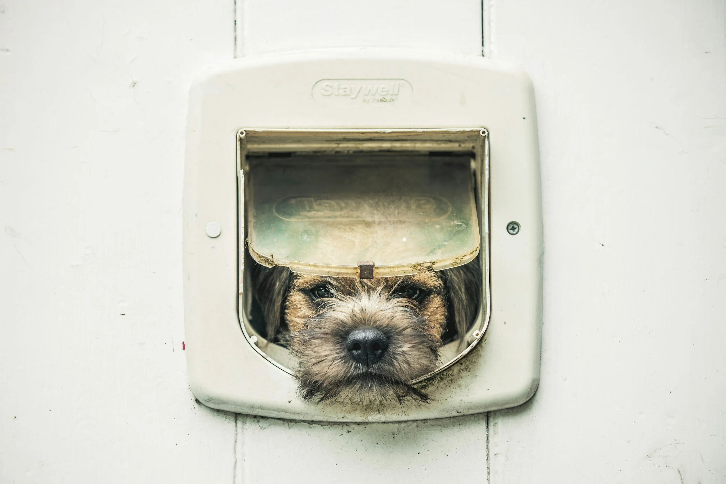5 Reasons Your Dog Barks at the Door and How to Fix It
