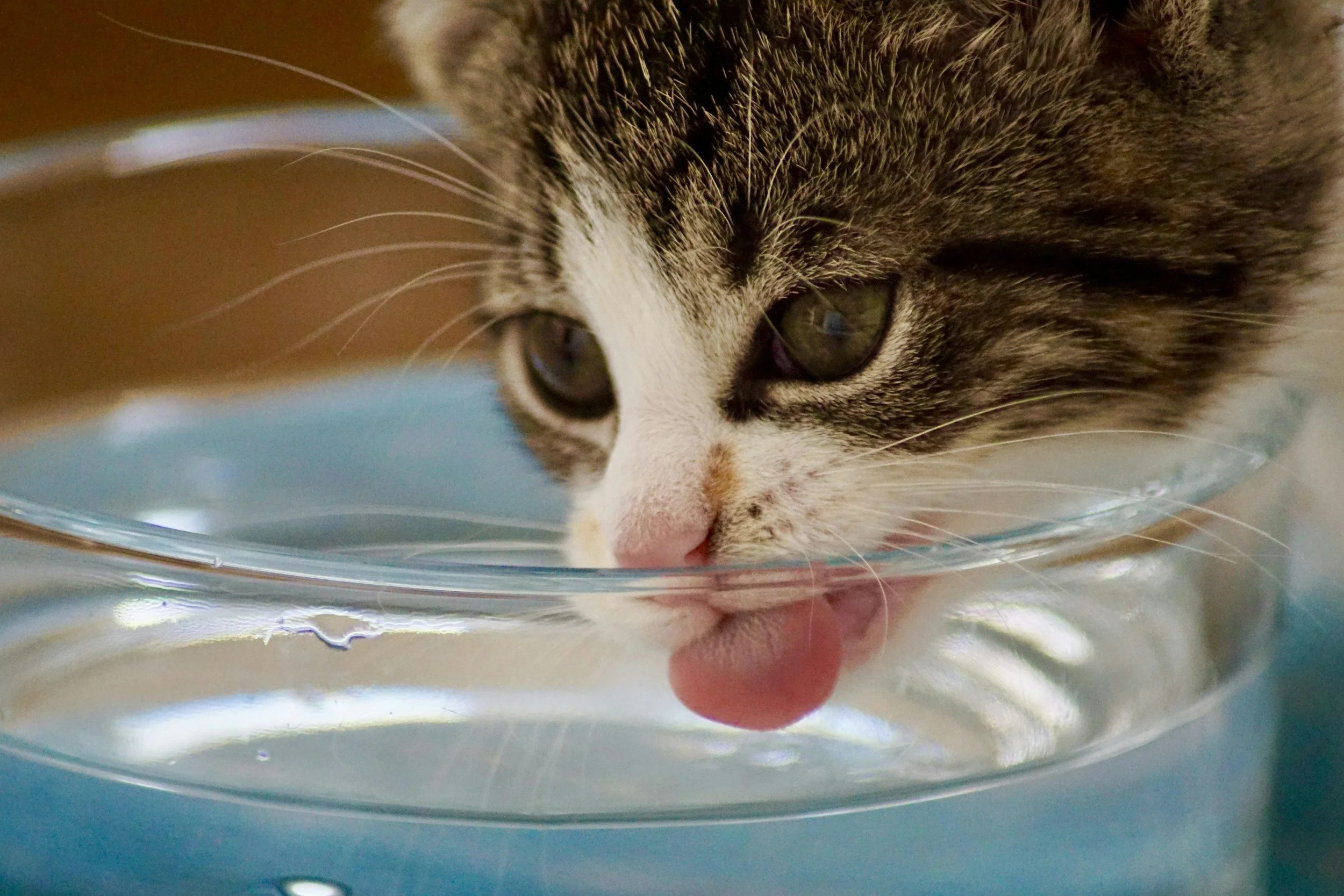 Hydration Station: Why Your Cat Hates Their Water Bowl (and How to Fix It)