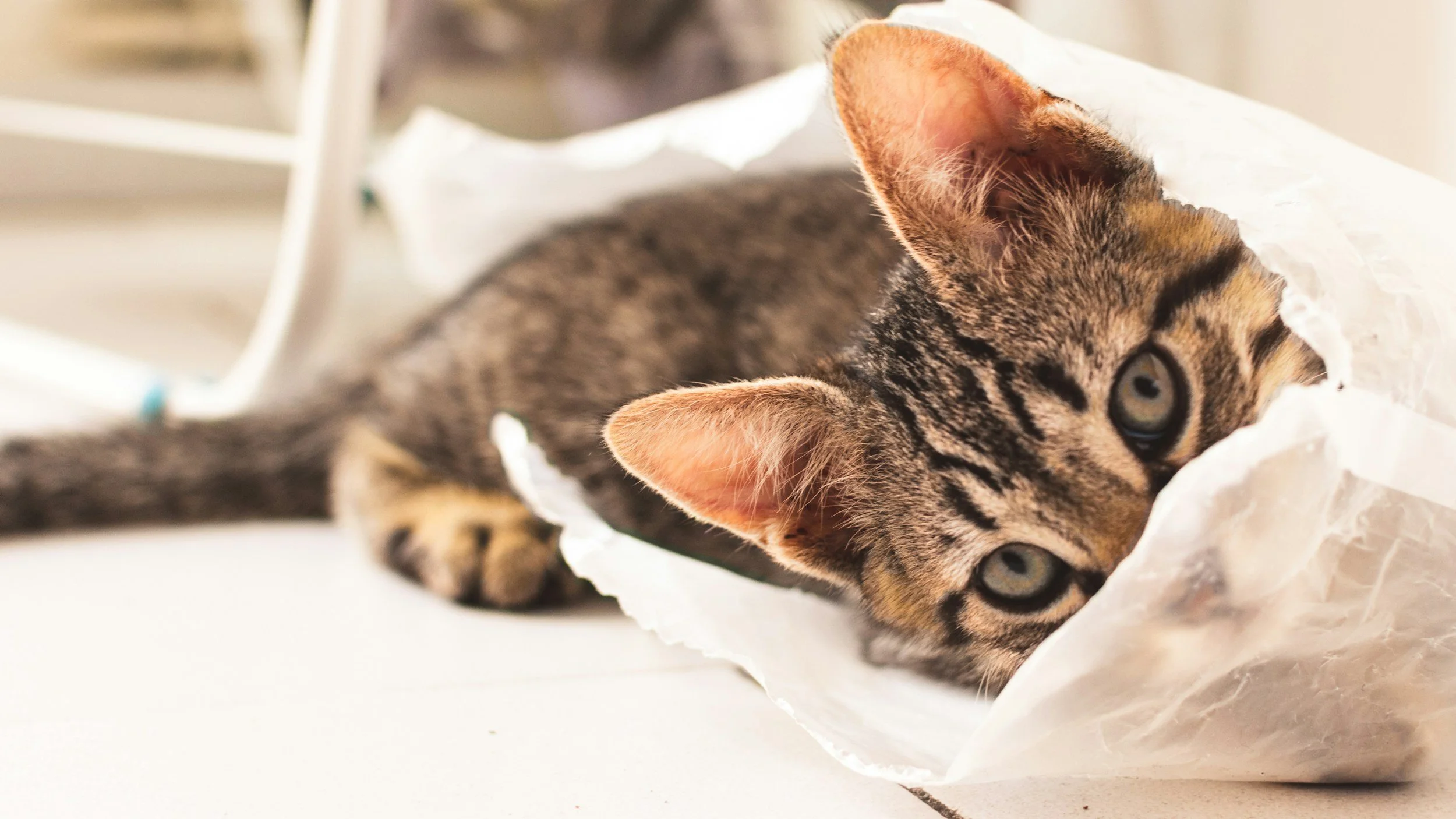 Why Is My Cat Obsessed with Licking Plastic Bags?