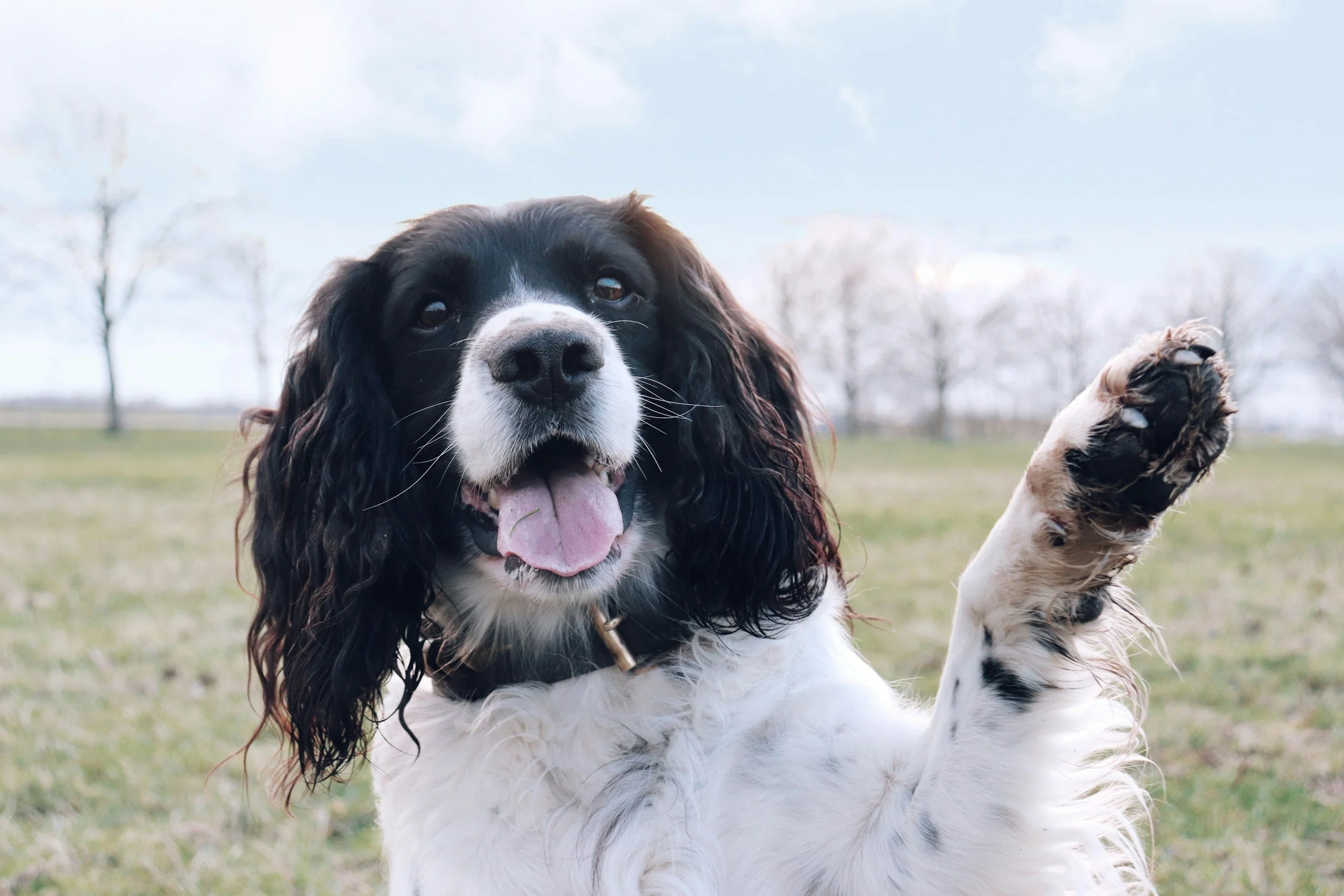 How to Clean Dog Paws After a Muddy Walk