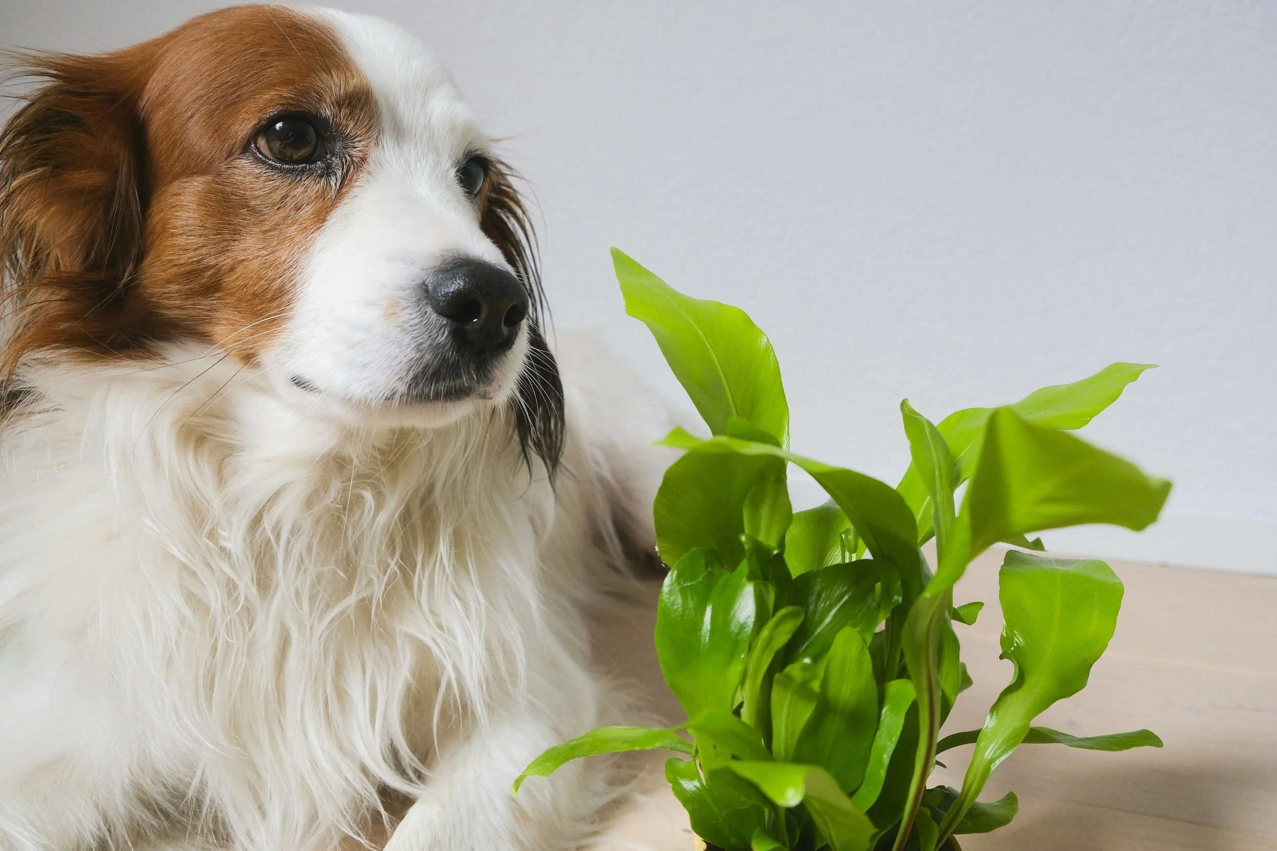 7 Beautiful Houseplants That Are 100% Safe for Dogs &amp; Cats